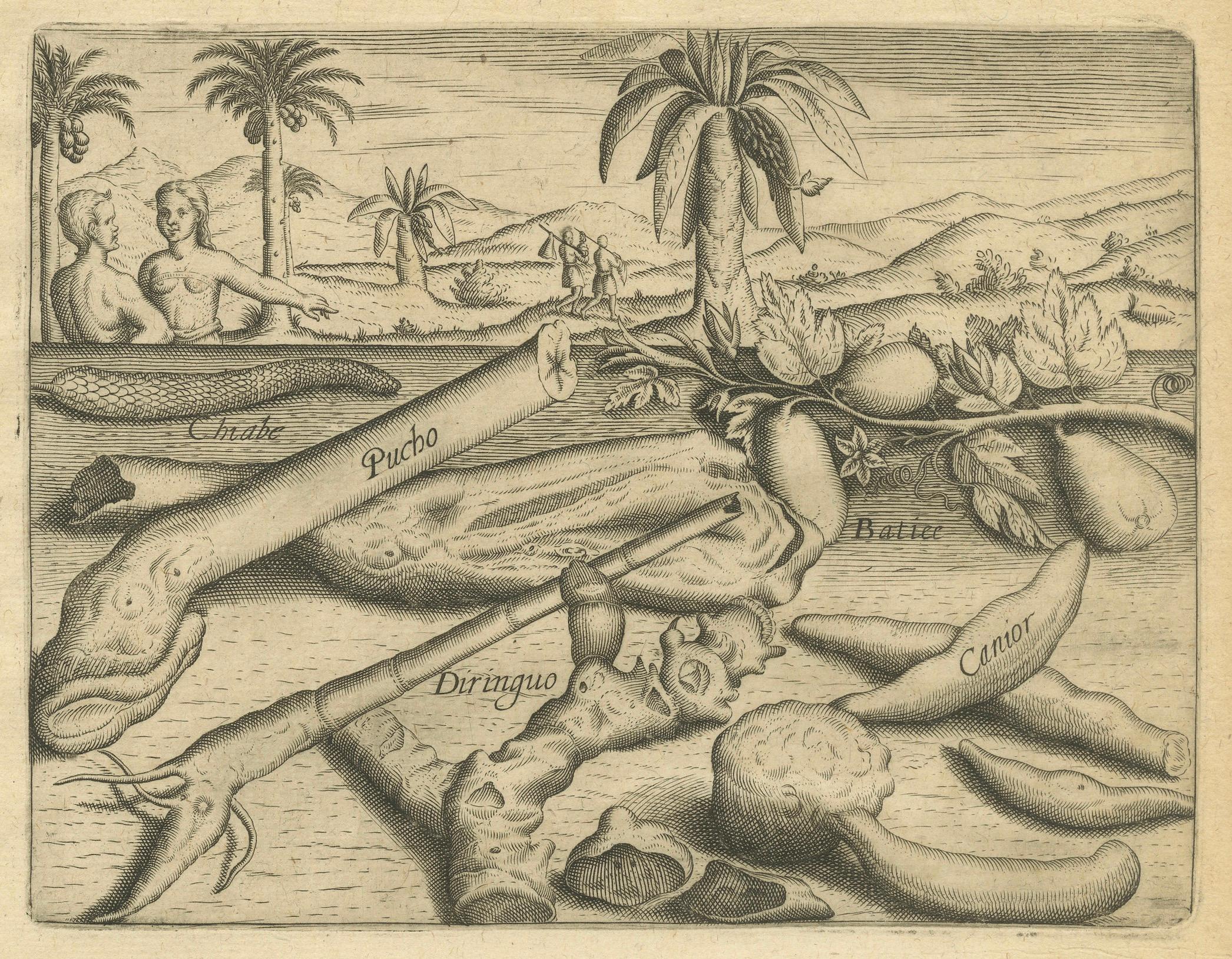 Incisioni botaniche di De Bry - Cannella, Aloe e piante aromatiche, 1598 ca. In condizioni buone in vendita a Langweer, NL