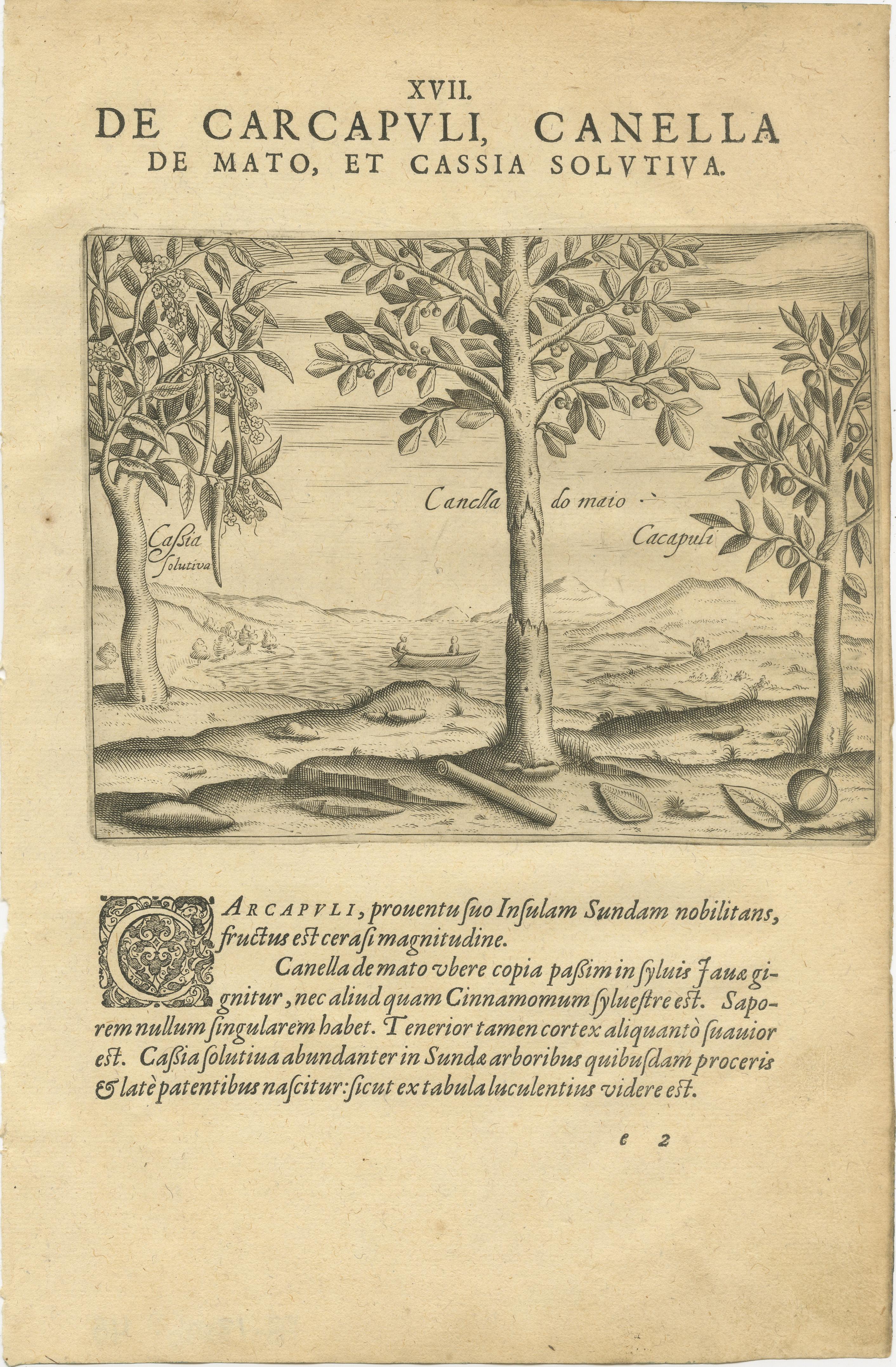 Fino al XVIII secolo Incisioni botaniche di De Bry - Cannella, Aloe e piante aromatiche, 1598 ca. in vendita