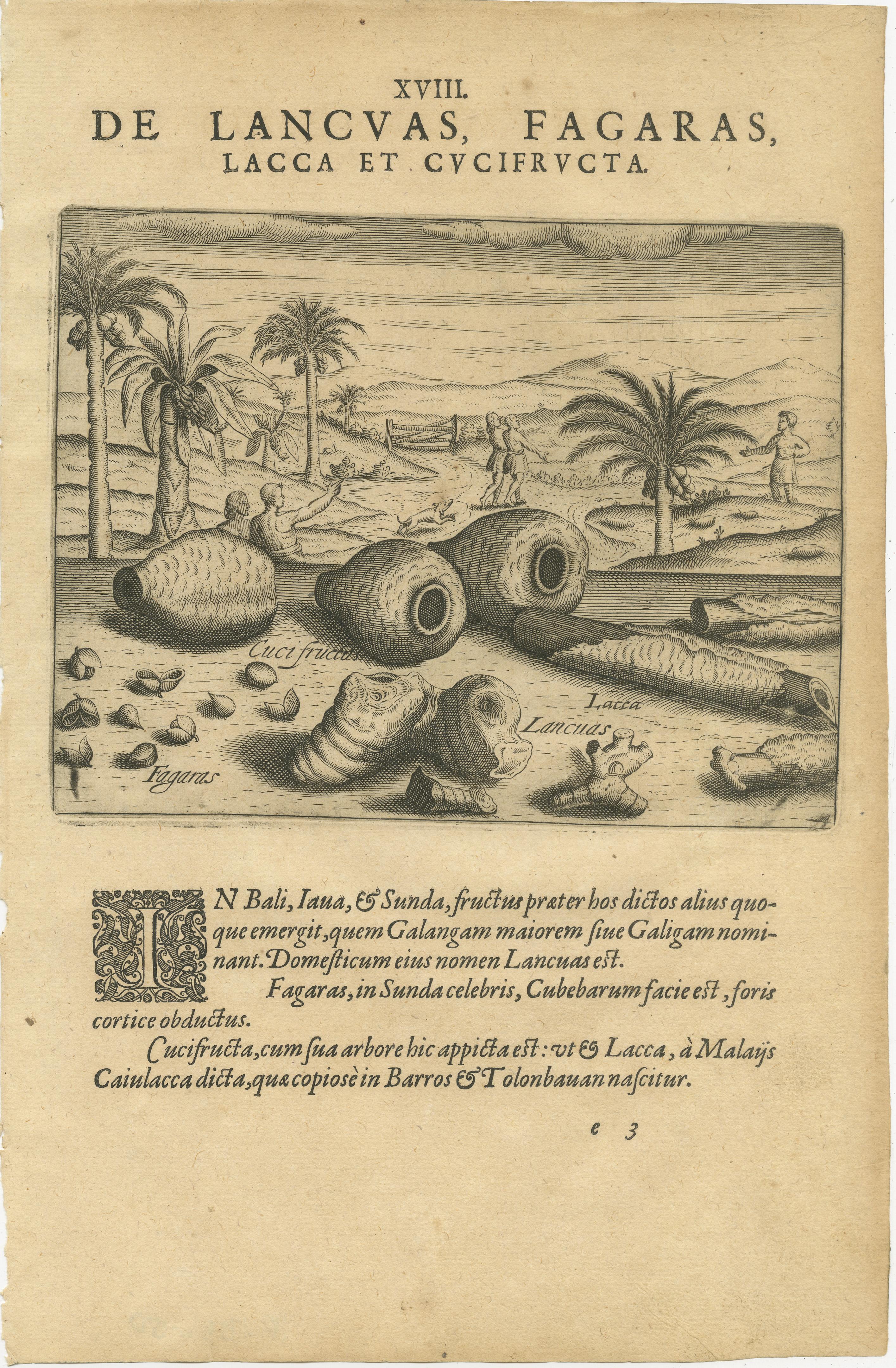 Carta Incisioni botaniche di De Bry - Cannella, Aloe e piante aromatiche, 1598 ca. in vendita