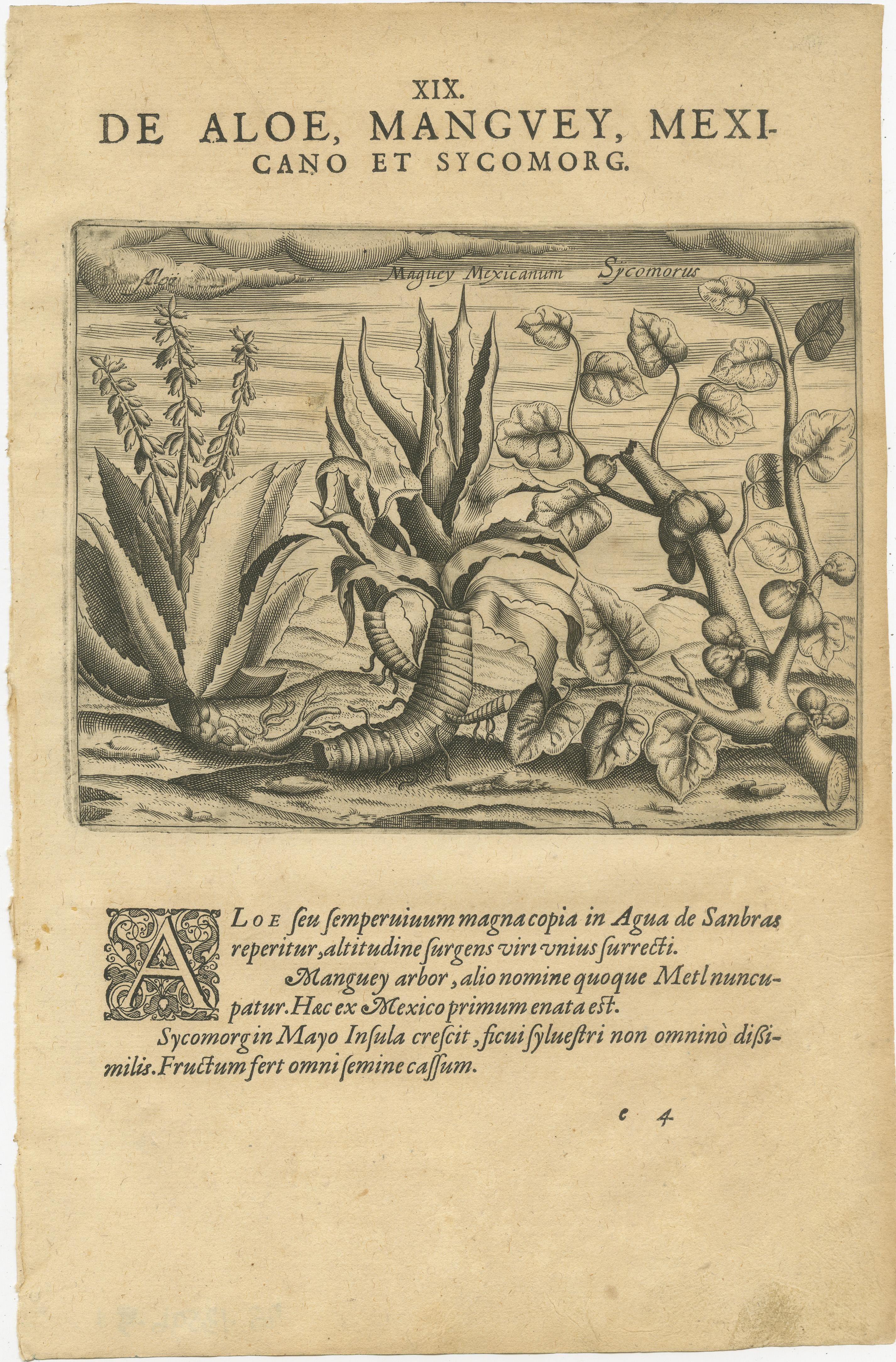 Incisioni botaniche di De Bry - Cannella, Aloe e piante aromatiche, 1598 ca. in vendita 1
