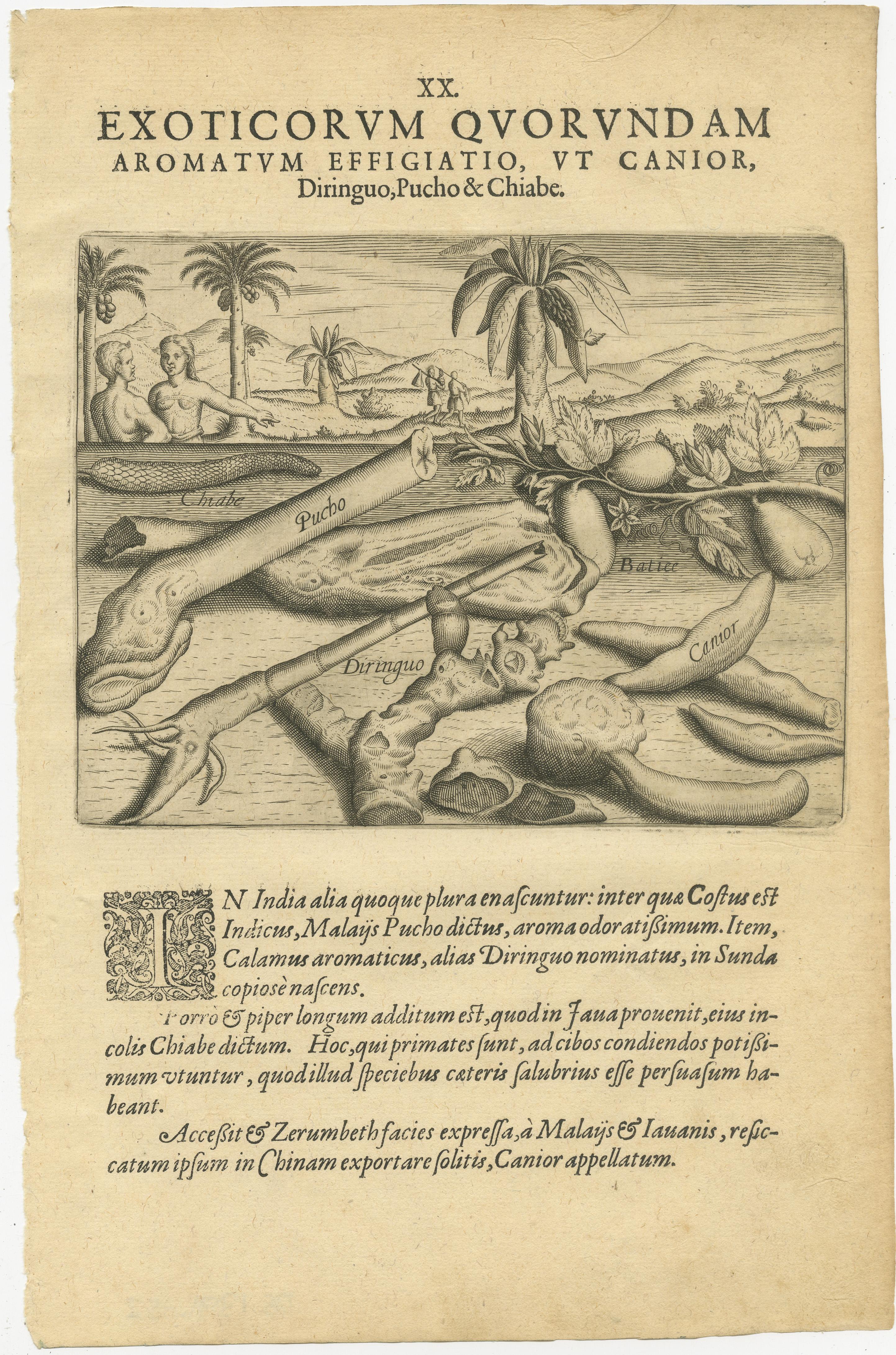 Incisioni botaniche di De Bry - Cannella, Aloe e piante aromatiche, 1598 ca. in vendita 2