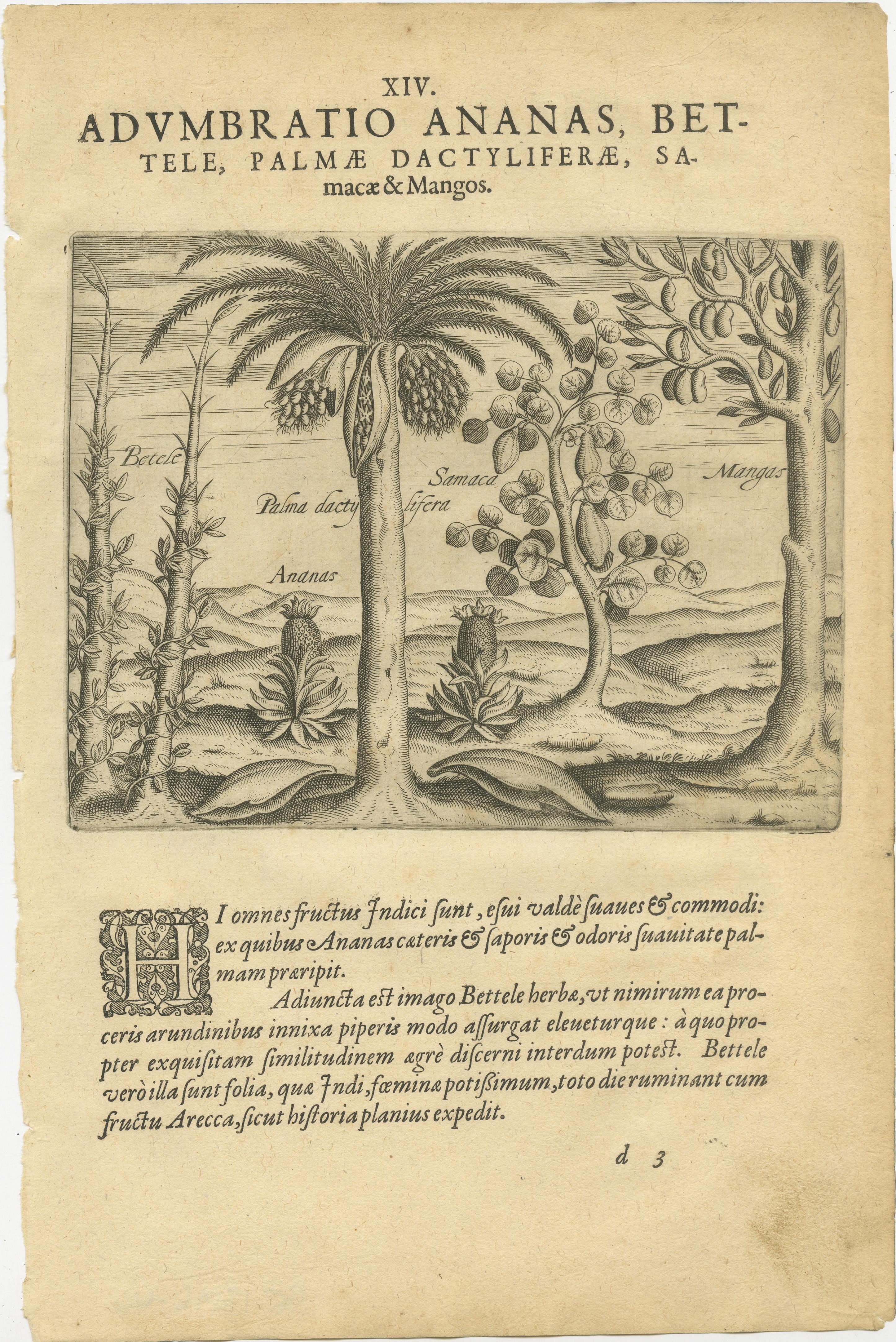 Satz von drei botanischen Stichen von De Bry mit indischen Früchten und Gewürzen, um 1598 - Ananas, Mango und Paprika

Ein außergewöhnliches Trio von Original-Kupferstichen aus Theodor de Brys Petits Voyages (Frankfurt am Main, ca. 1598-1601),