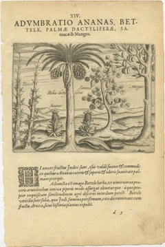 De Bry Botanical Engravings – Pineapple, Mango & Pepper Plants, c.1598
