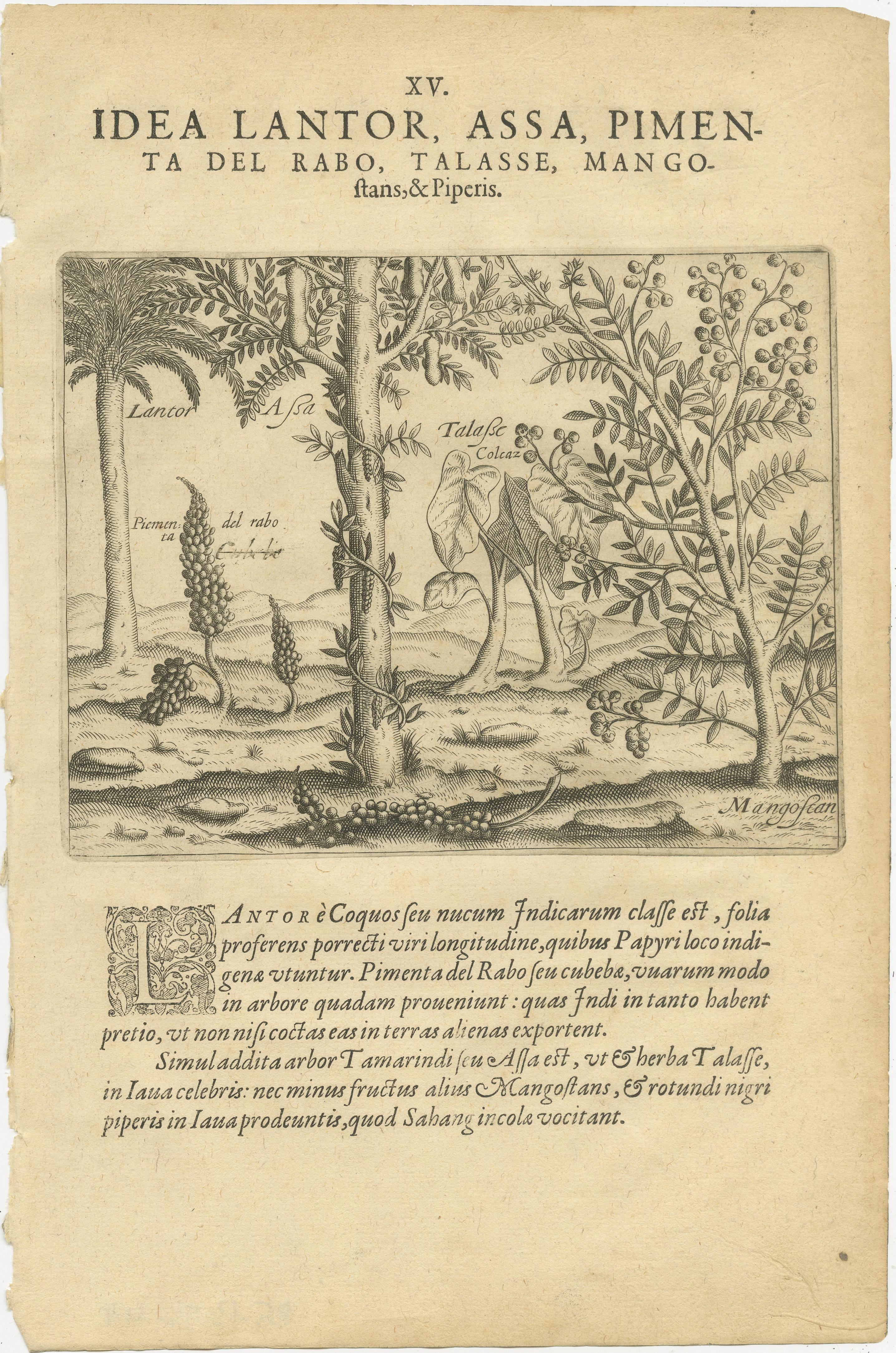 De Bry Botanische Stiche - Ananas-, Mango- und Paprikapflanzen, um 1598 (Deutsch) im Angebot