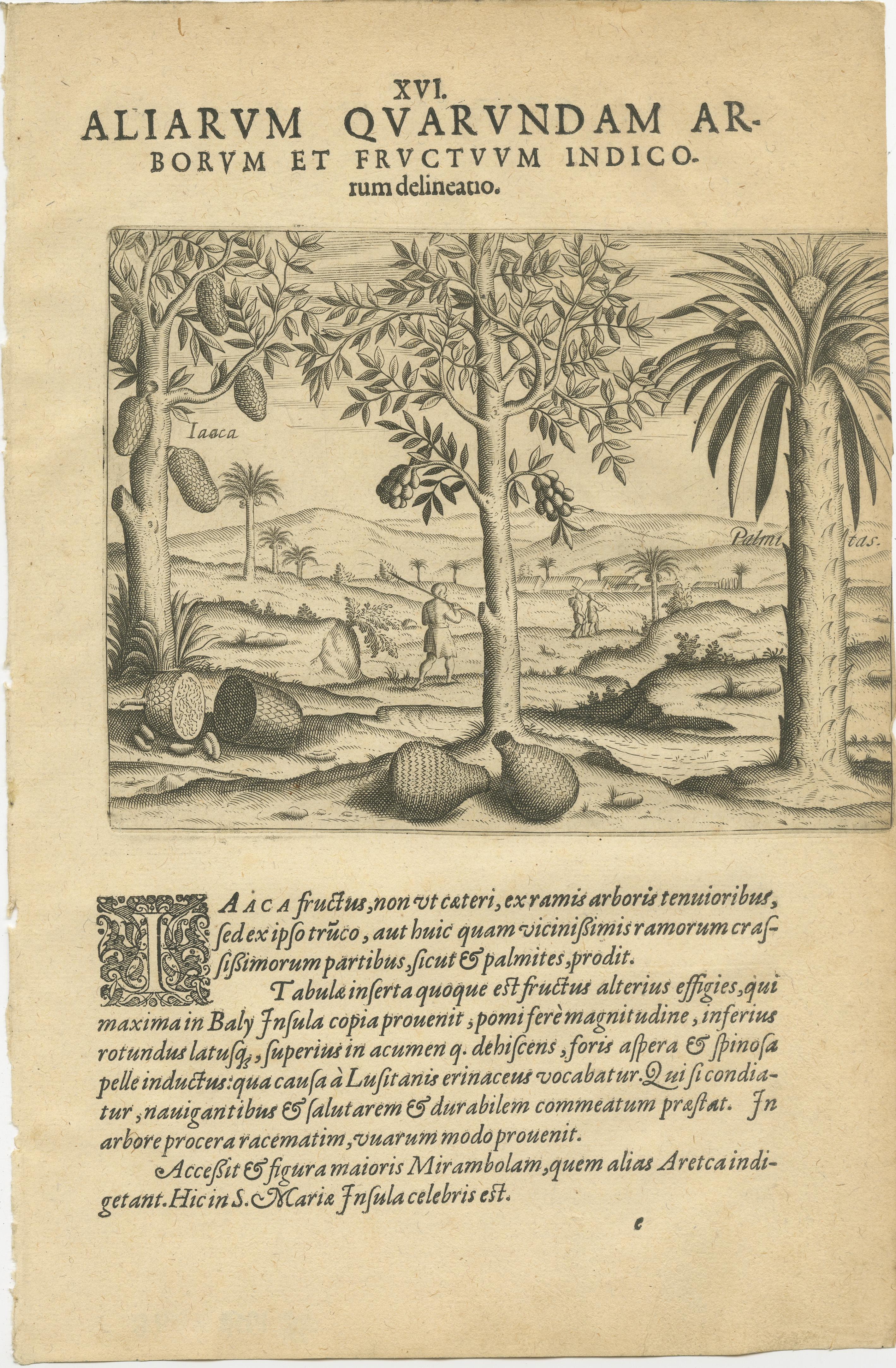 De Bry Botanische Stiche - Ananas-, Mango- und Paprikapflanzen, um 1598 (Graviert) im Angebot