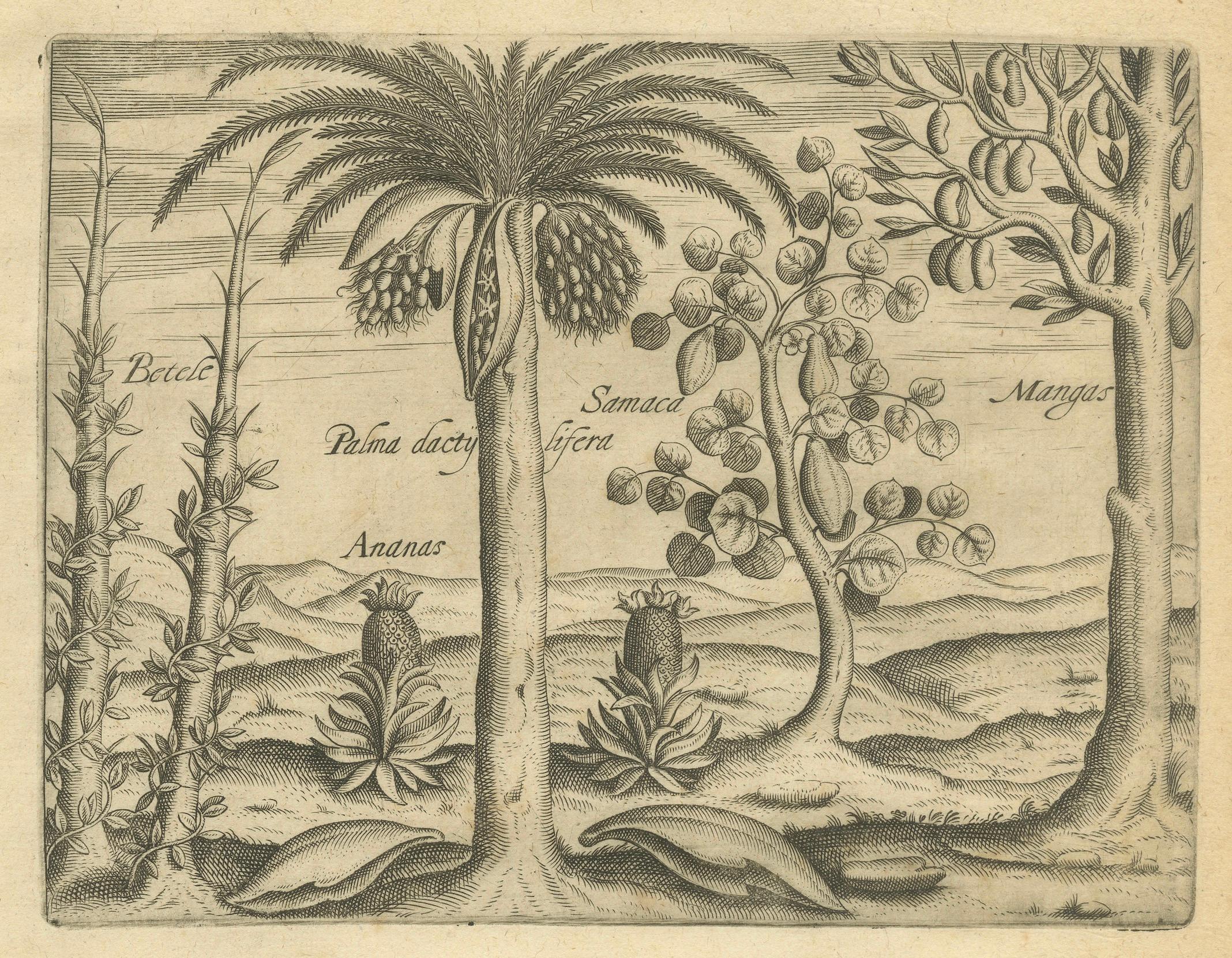 De Bry Botanische Stiche - Ananas-, Mango- und Paprikapflanzen, um 1598 im Zustand „Gut“ im Angebot in Langweer, NL