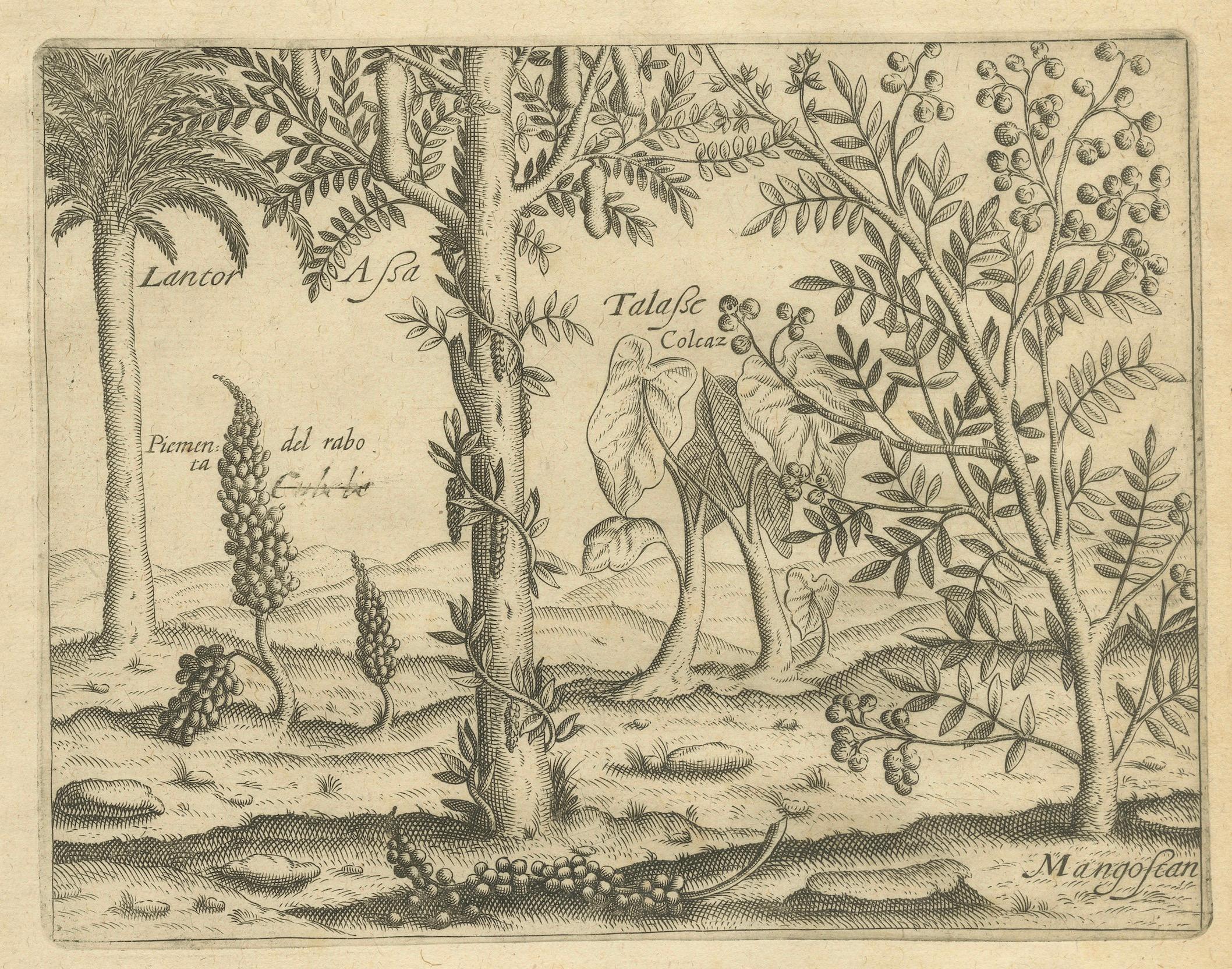 De Bry Botanische Stiche - Ananas-, Mango- und Paprikapflanzen, um 1598 (18. Jahrhundert und früher) im Angebot