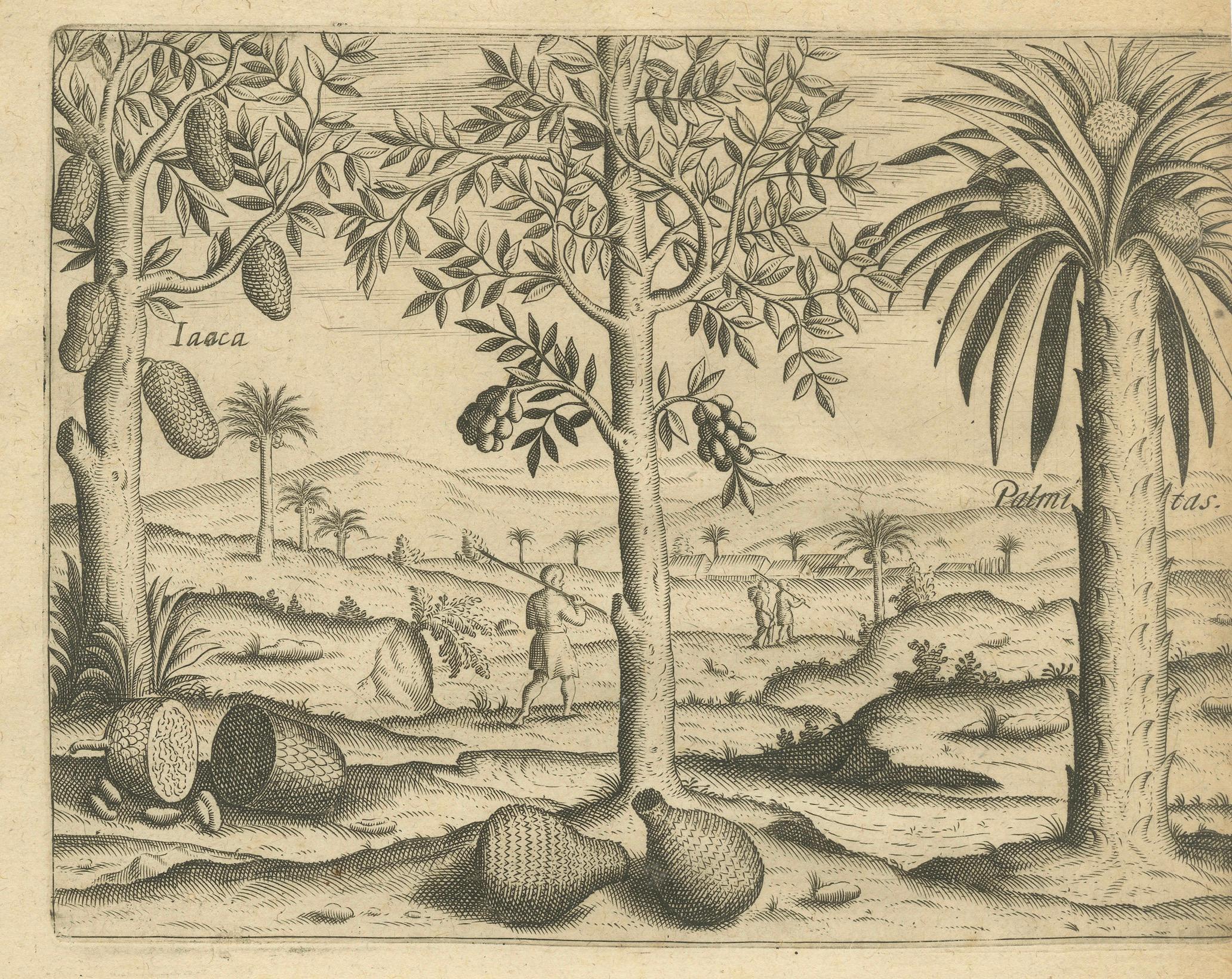 De Bry Botanische Stiche - Ananas-, Mango- und Paprikapflanzen, um 1598 (Papier) im Angebot