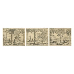 De Bry Botanical Engravings – Pineapple, Mango & Pepper Plants, c.1598