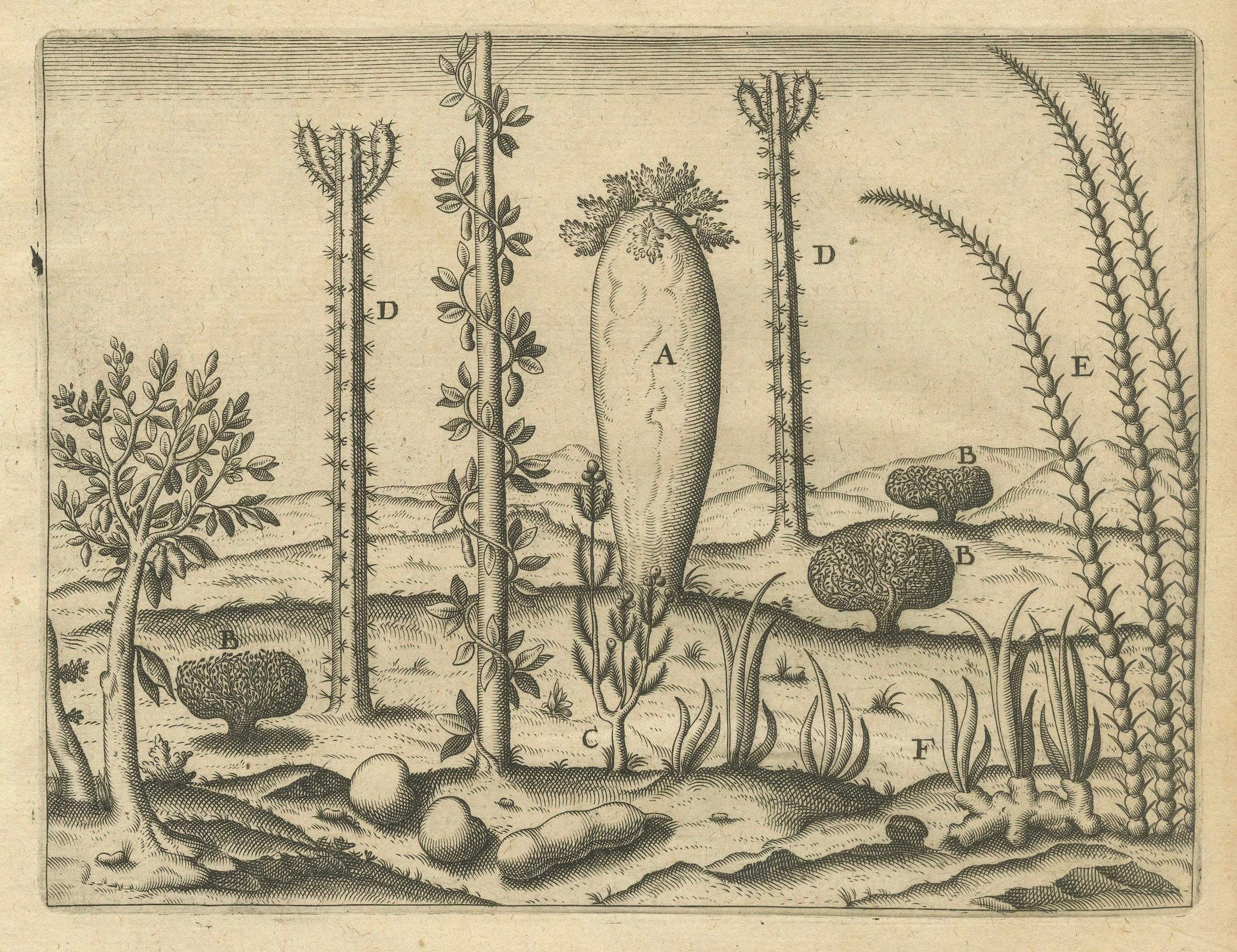Tedesco Incisione di De Bry Expressio Germinum - Piante esotiche dell'isola di San Lorenzo, 1598 in vendita