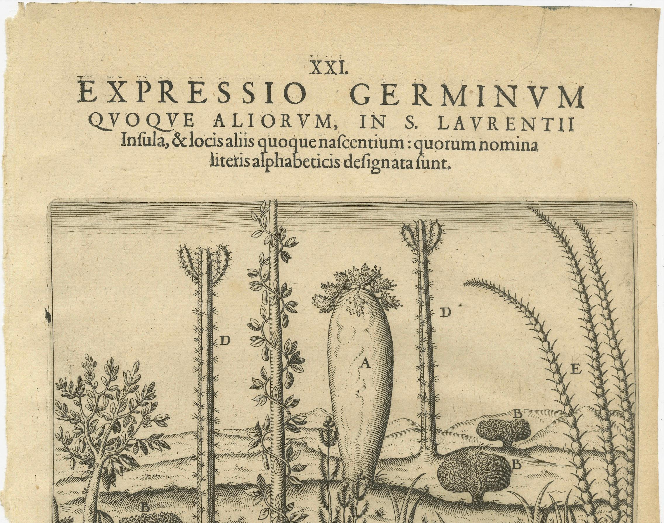 Inciso Incisione di De Bry Expressio Germinum - Piante esotiche dell'isola di San Lorenzo, 1598 in vendita