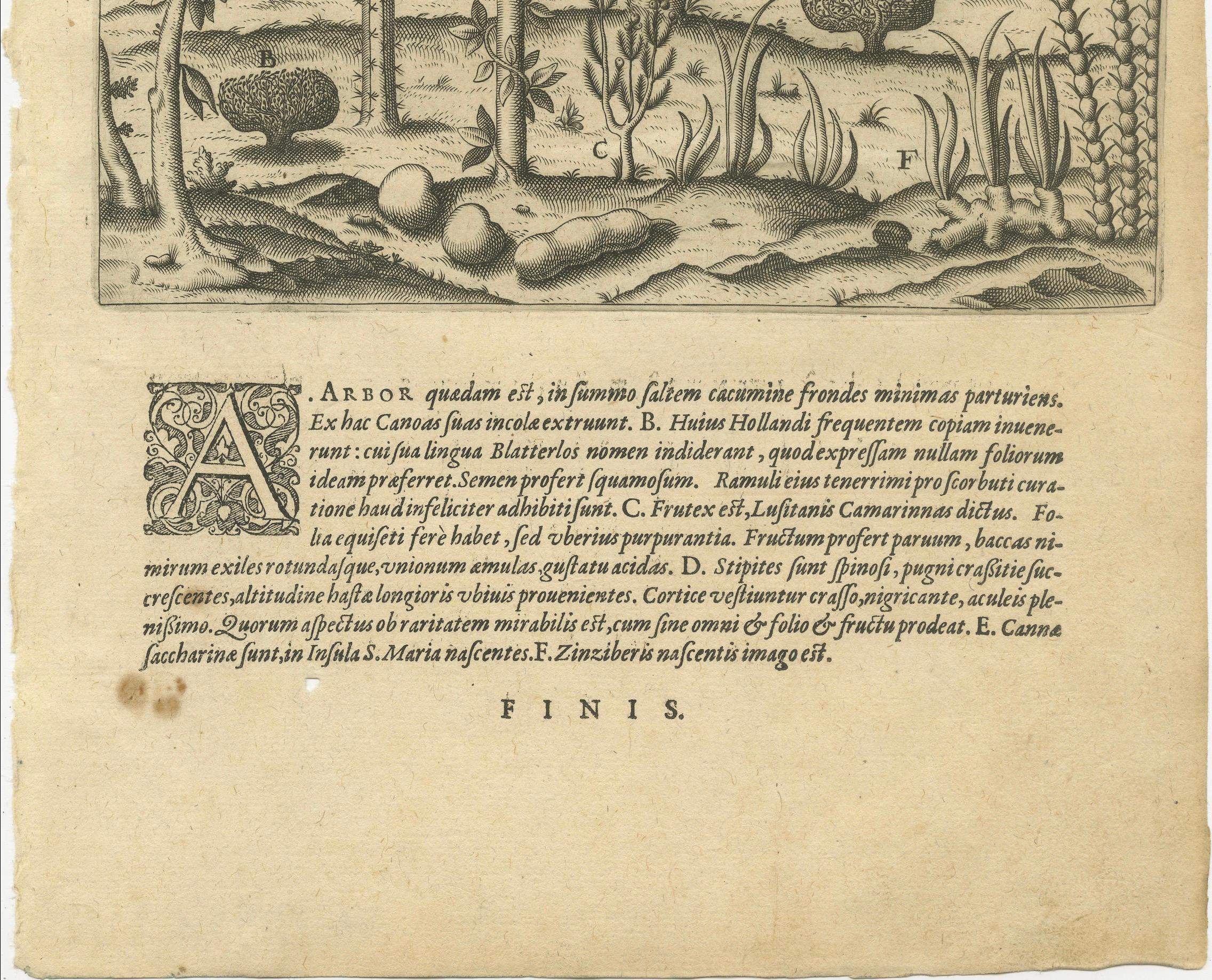 Incisione di De Bry Expressio Germinum - Piante esotiche dell'isola di San Lorenzo, 1598 In condizioni buone in vendita a Langweer, NL