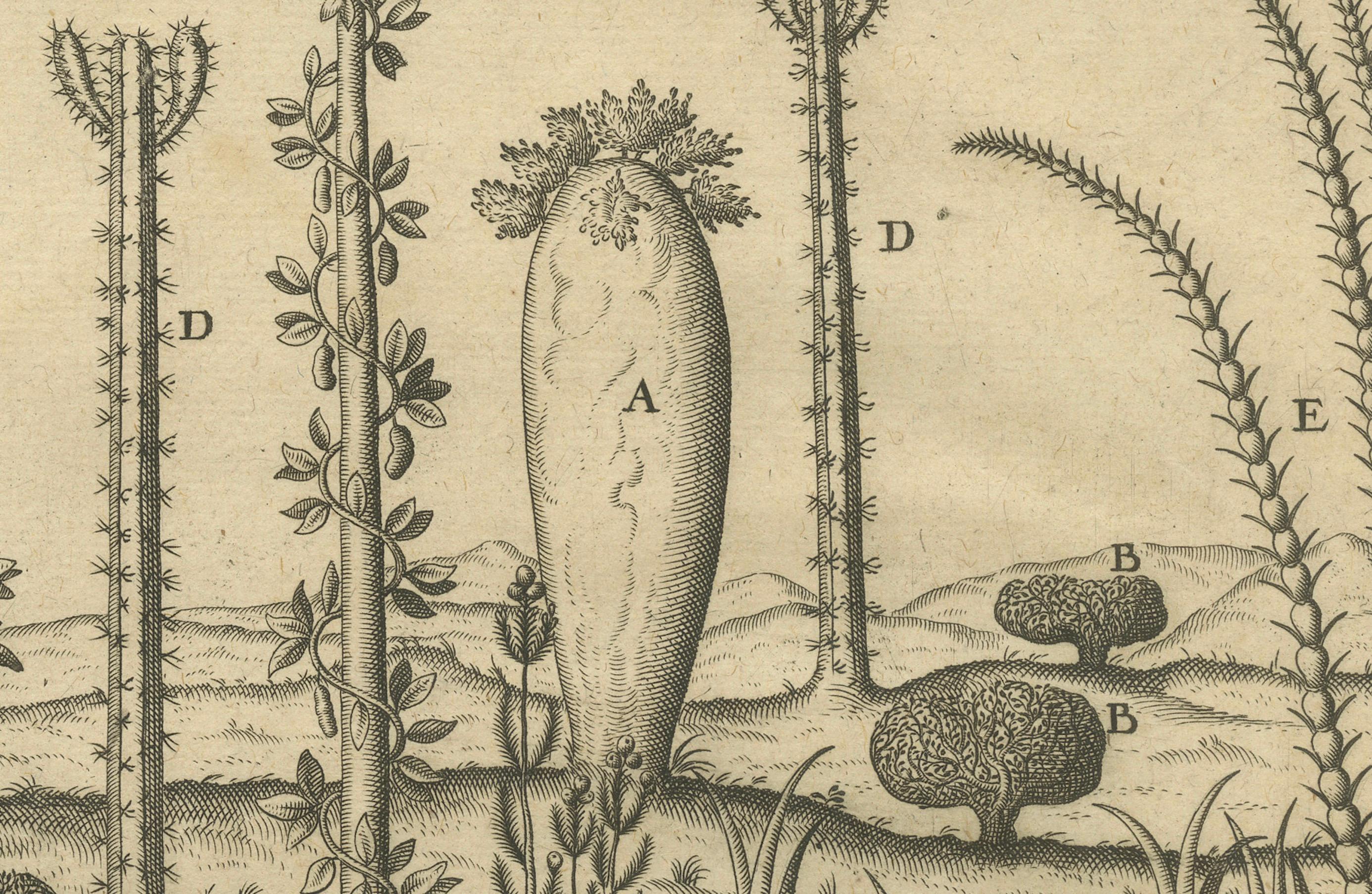 Fino al XVIII secolo Incisione di De Bry Expressio Germinum - Piante esotiche dell'isola di San Lorenzo, 1598 in vendita