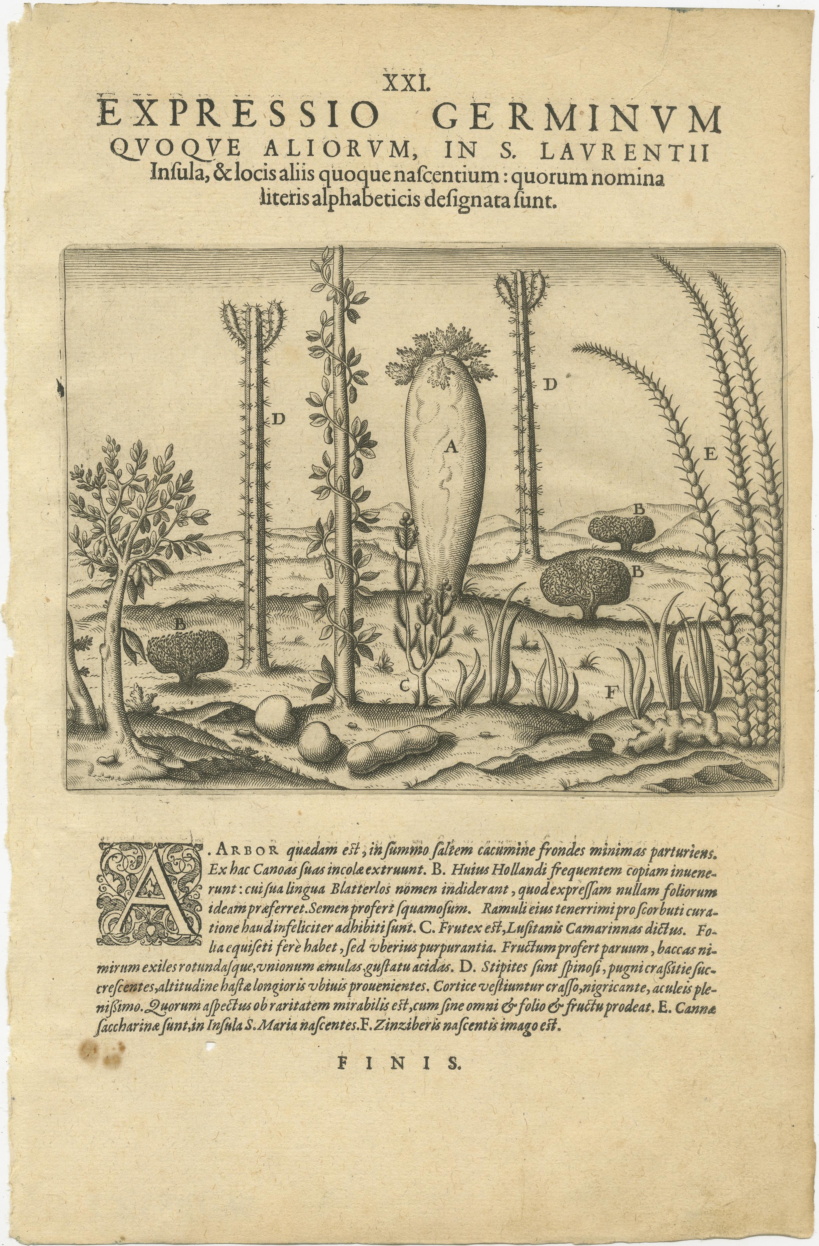 Carta Incisione di De Bry Expressio Germinum - Piante esotiche dell'isola di San Lorenzo, 1598 in vendita