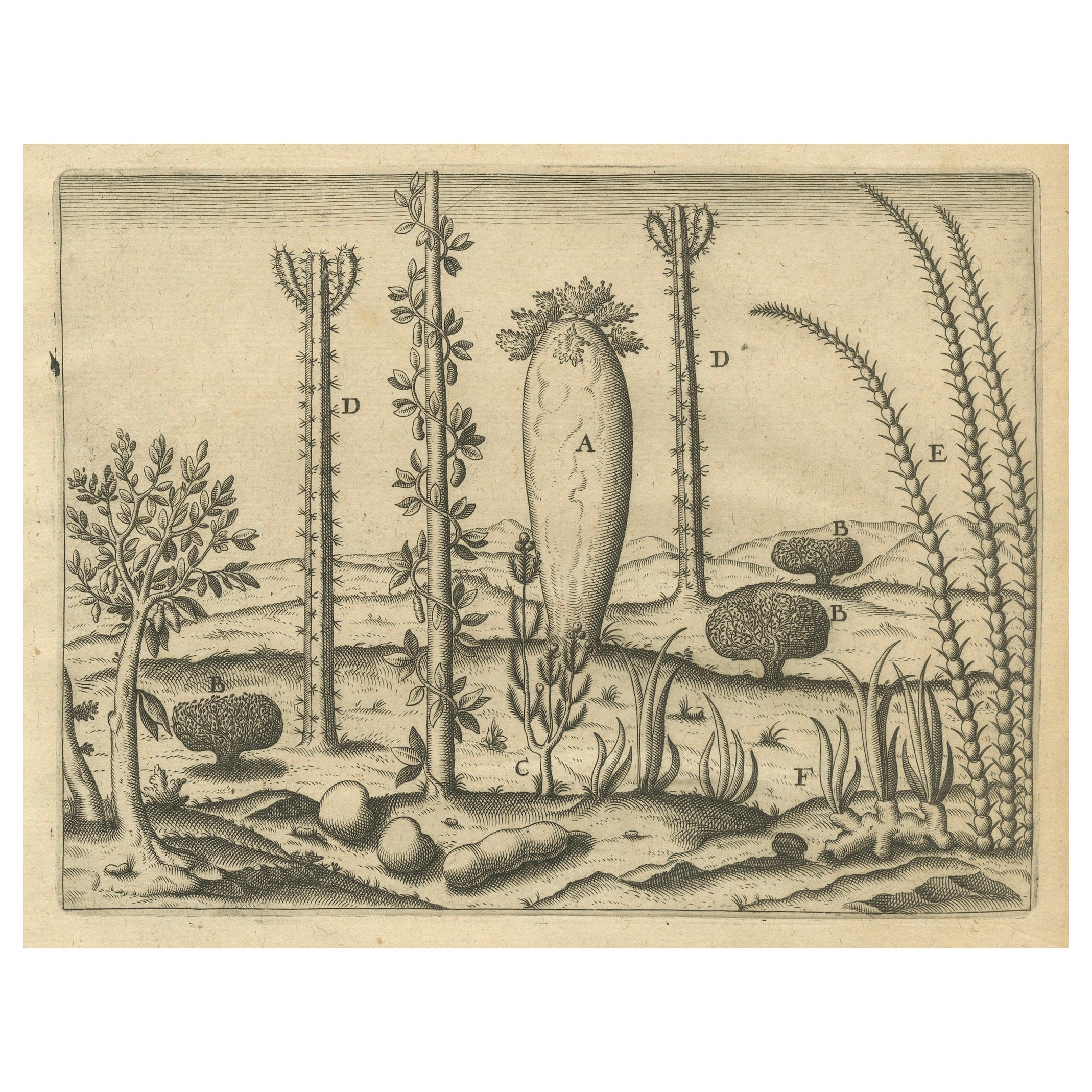 Incisione di De Bry Expressio Germinum - Piante esotiche dell'isola di San Lorenzo, 1598