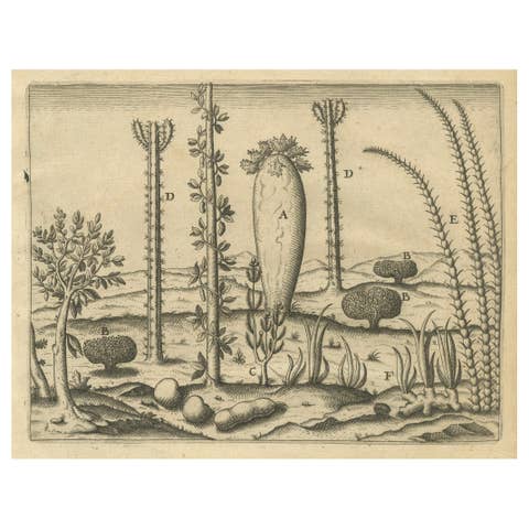 De Bry Engraving Expressio Germinum – Exotic Plants of St. Lawrence Island, 1598
