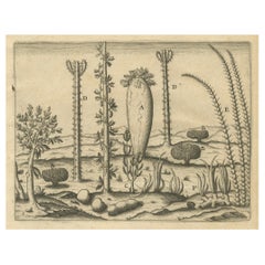 Antique De Bry Engraving Expressio Germinum – Exotic Plants of St. Lawrence Island, 1598