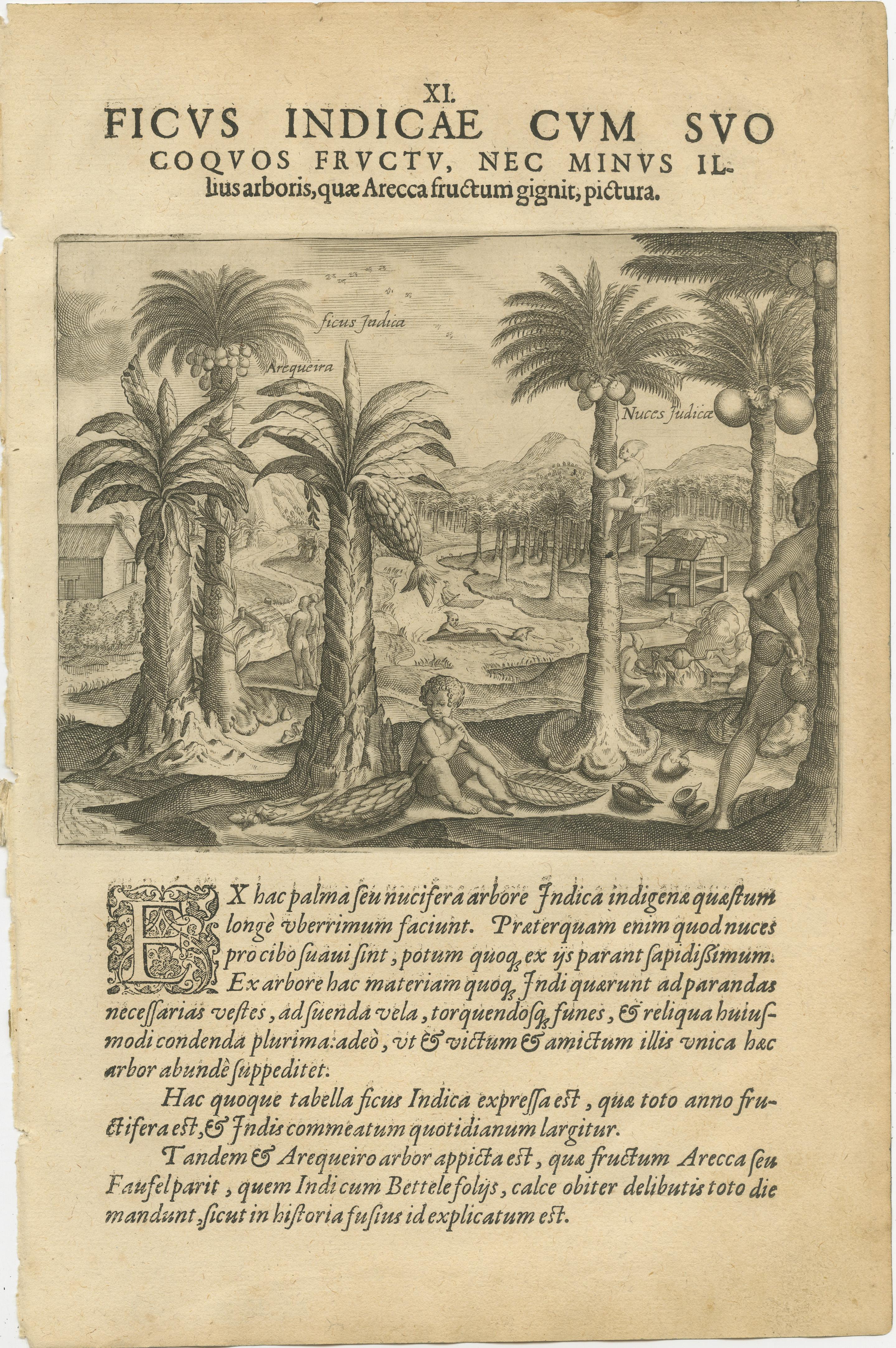 Set di tre incisioni botaniche De Bry di alberi e frutti indiani, 1598 circa - Cocco, Bambù e Anacardi

Descrizione:
Una rara e splendida serie di tre incisioni originali in rame tratte dai Petits Voyages di Theodor de Bry (Francoforte sul Meno,