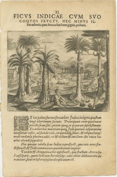 De Bry Indian Botanical Engravings – Coconut, Bamboo & Cashew Trees, c.1598