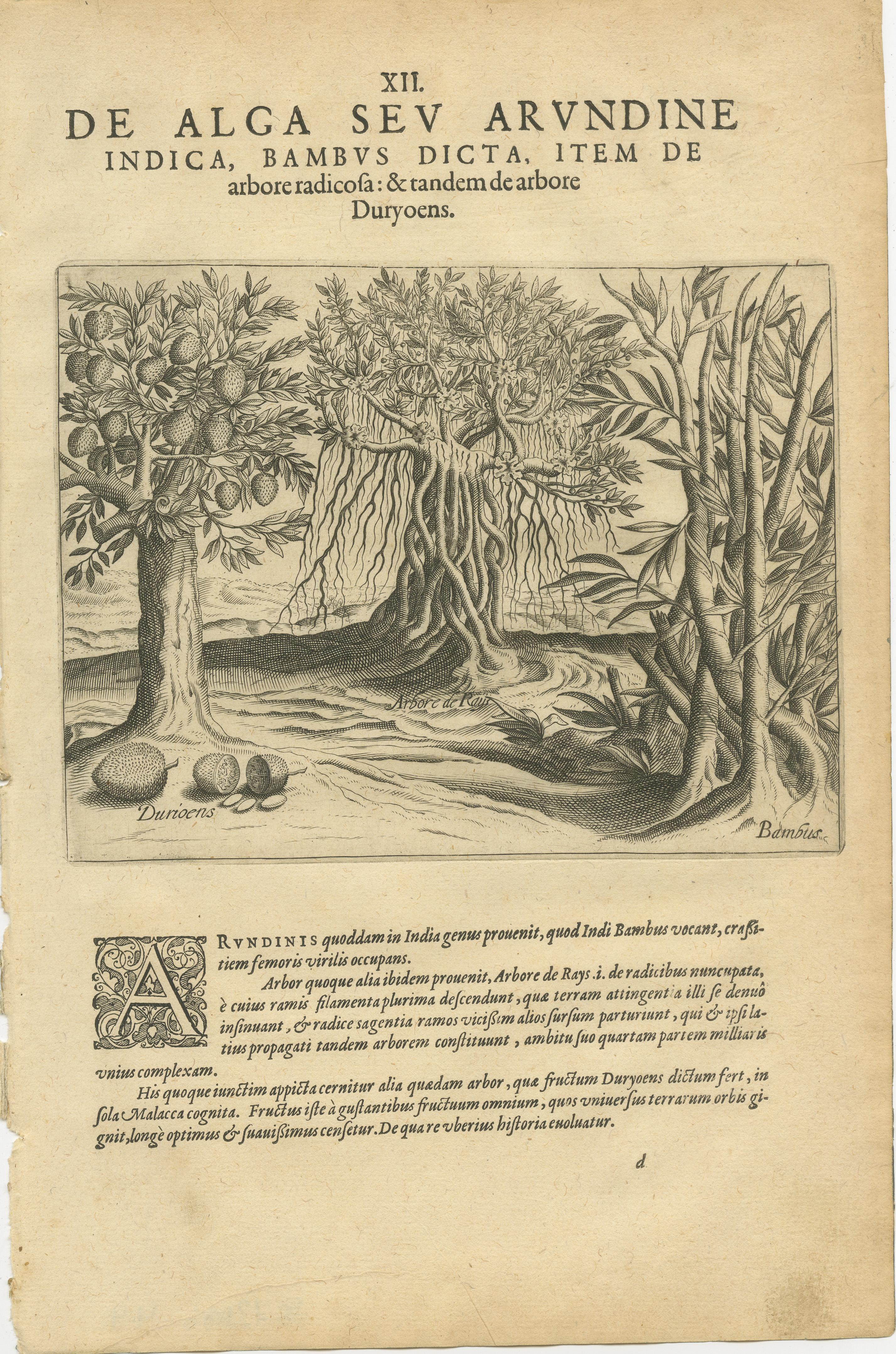 Tedesco Incisioni botaniche indiane di De Bry - Alberi di cocco, bambù e anacardi, 1598 ca. in vendita