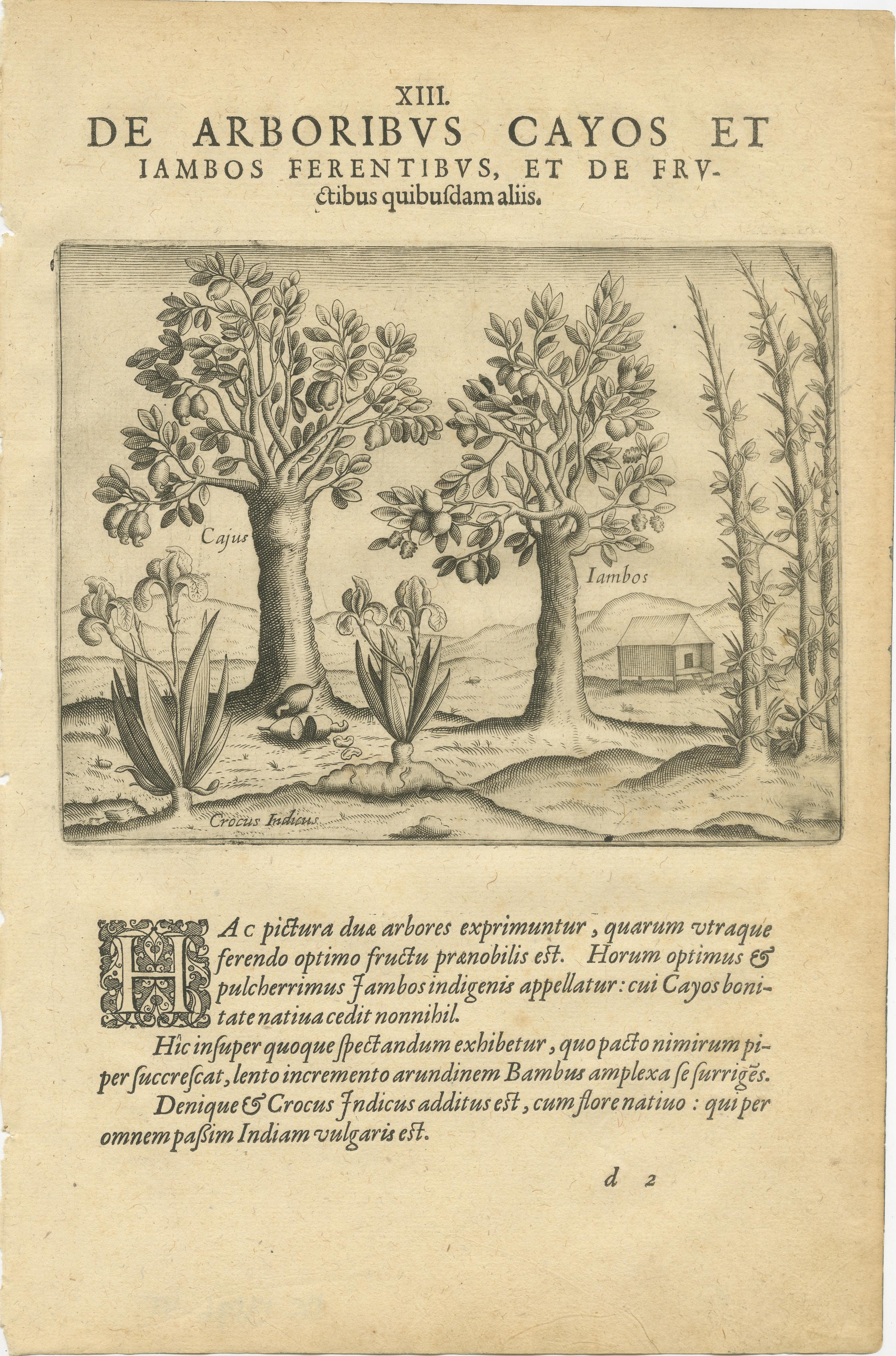 Inciso Incisioni botaniche indiane di De Bry - Alberi di cocco, bambù e anacardi, 1598 ca. in vendita