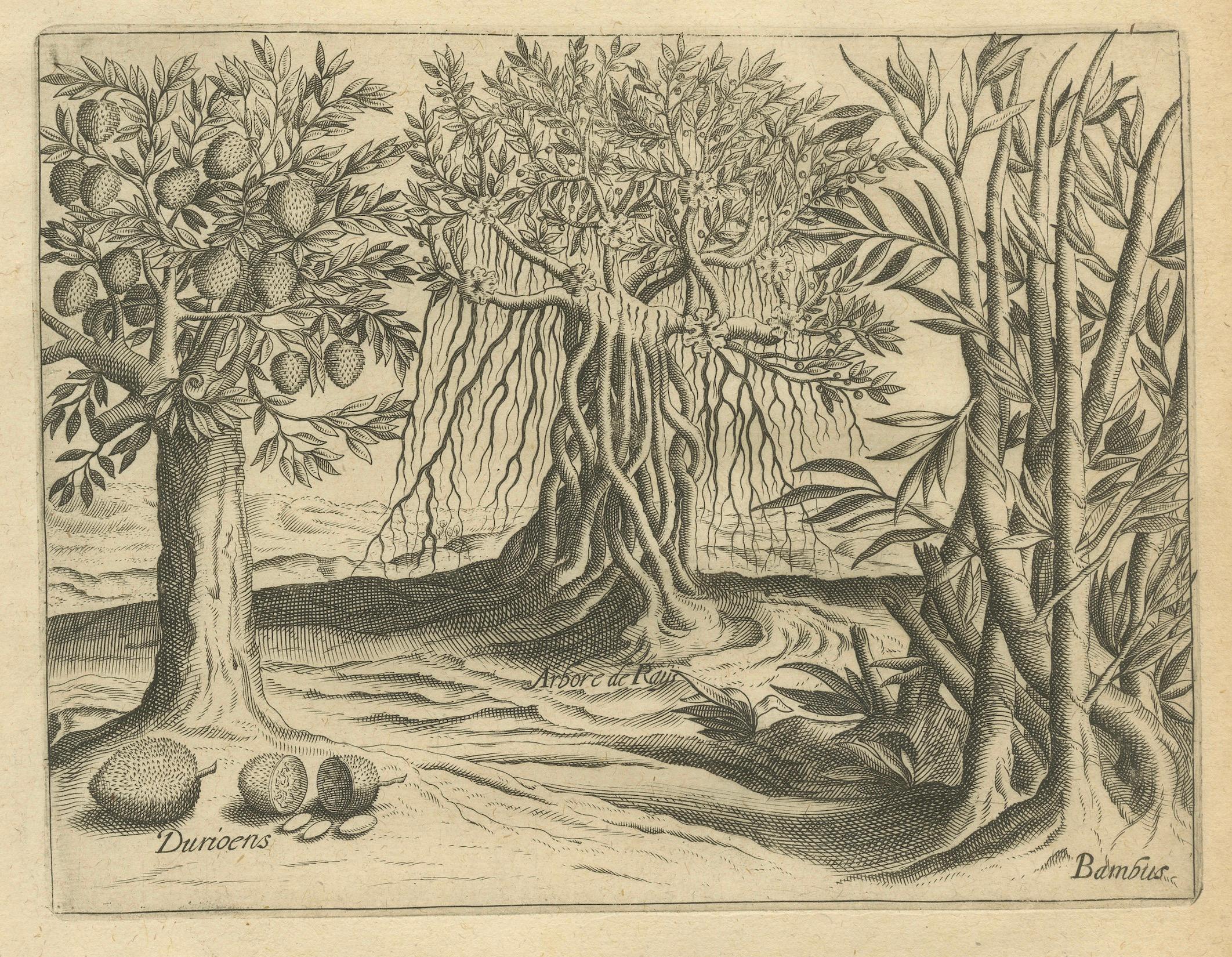 Fino al XVIII secolo Incisioni botaniche indiane di De Bry - Alberi di cocco, bambù e anacardi, 1598 ca. in vendita