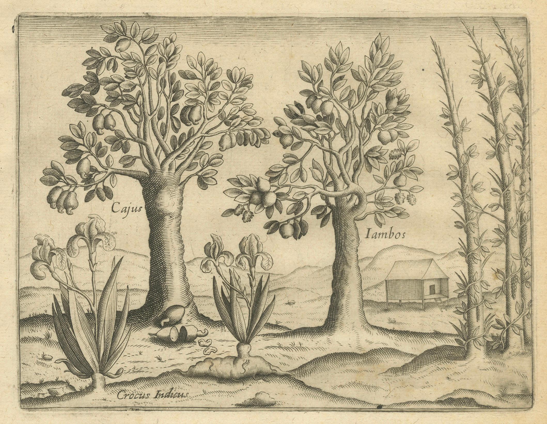 Carta Incisioni botaniche indiane di De Bry - Alberi di cocco, bambù e anacardi, 1598 ca. in vendita