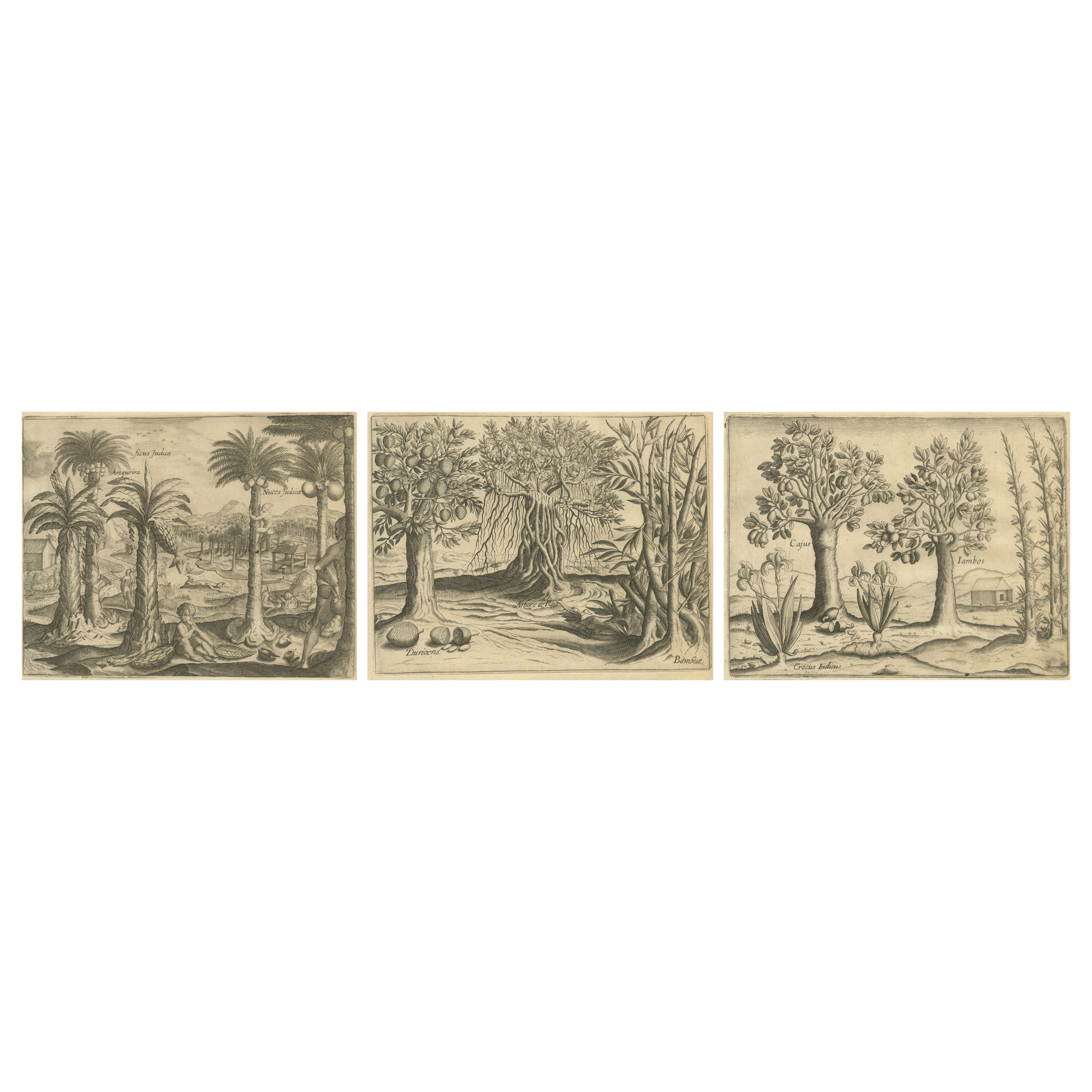 Incisioni botaniche indiane di De Bry - Alberi di cocco, bambù e anacardi, 1598 ca.
