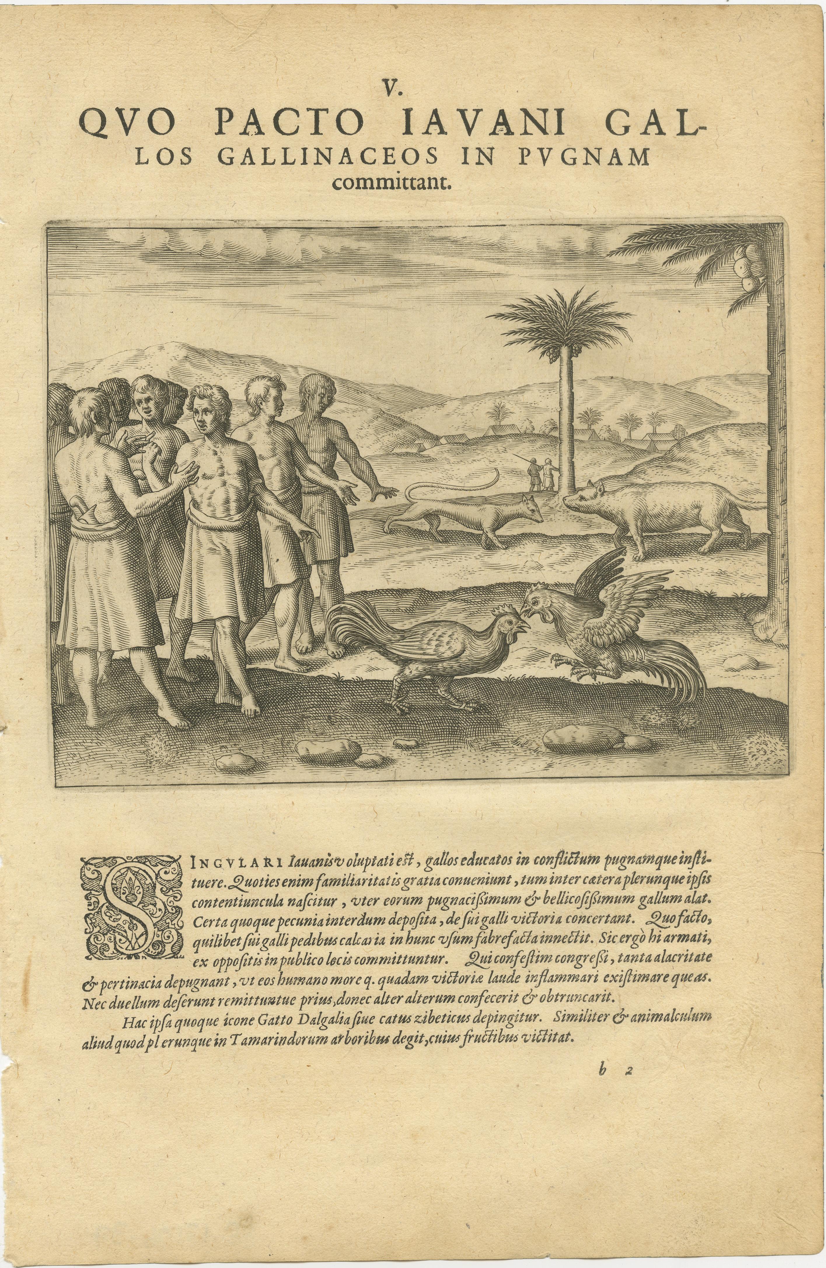Conjunto de cuatro grabados de De Bry sobre la India y las Indias Orientales, c.1598 - Peleas de gallos, árboles sagrados, animales exóticos y el pájaro Eeme

Excepcional juego de cuatro grabados originales de los Pequeños viajes de Theodor de Bry