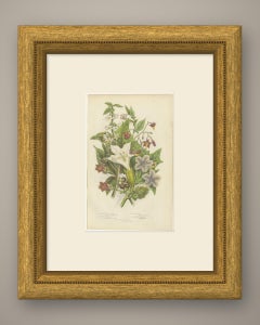 Deadly Nightshade, Henbane and Thorn Apple, Antique Poison Plate, circa 1873