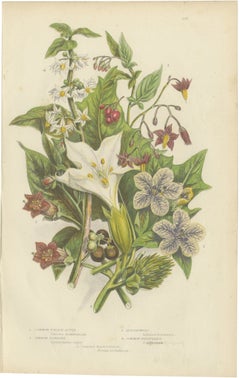 Deadly Nightshade, Henbane and Thorn Apple, Antique Poison Plate, circa 1873