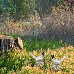 Deakin & Francis Sterling Silver Pheasant Cufflinks