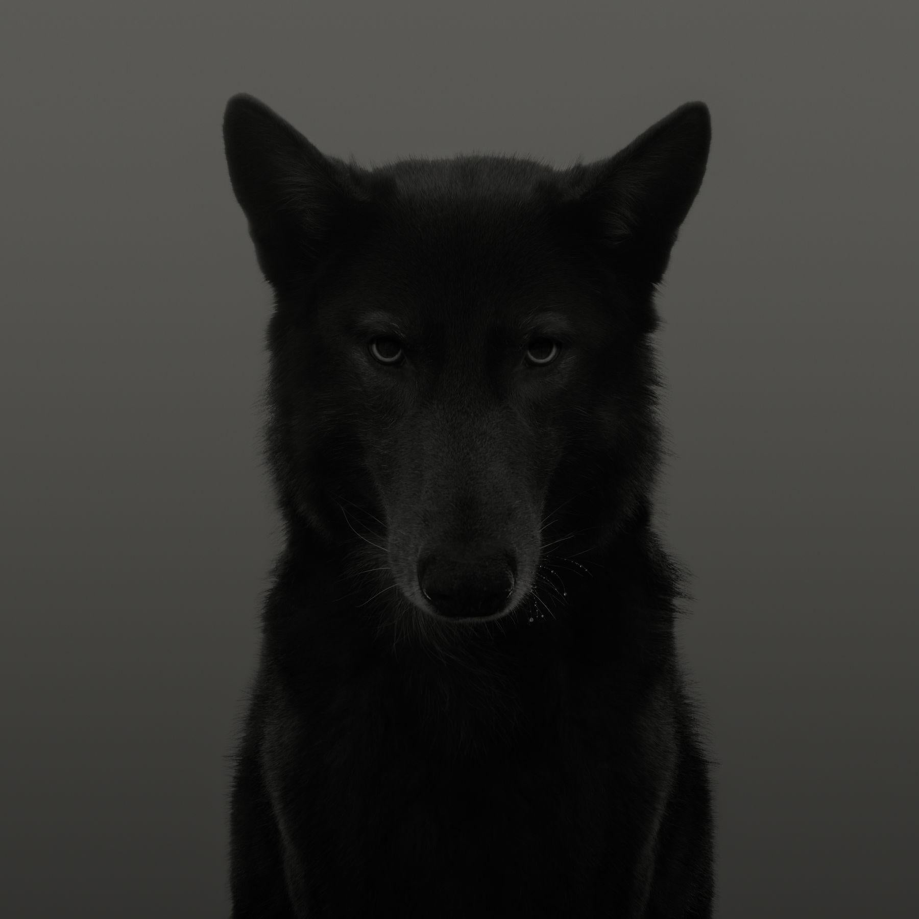 Dean West Portrait Photograph - Black Wolf, The Palms
