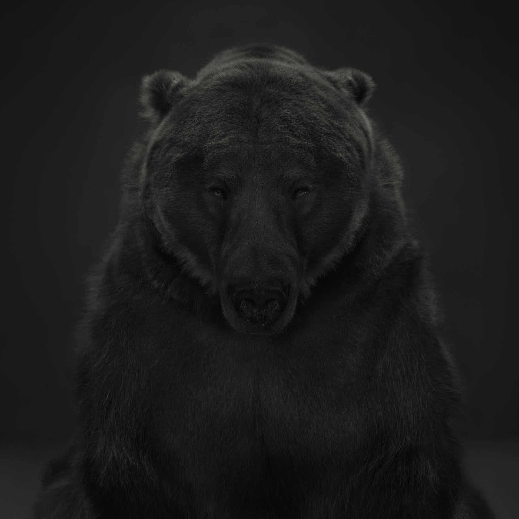 Portrait Photograph de Dean West - Oso Kodiak nº 1