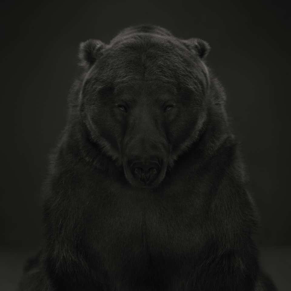 Kodiak Bear # 1