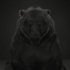 Kodiak Bear # 1