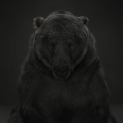 Kodiak-Bär # 1