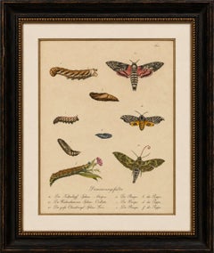 Death's-Head Hawkmoth and Caterpillars, Brodtmann Print, 1816