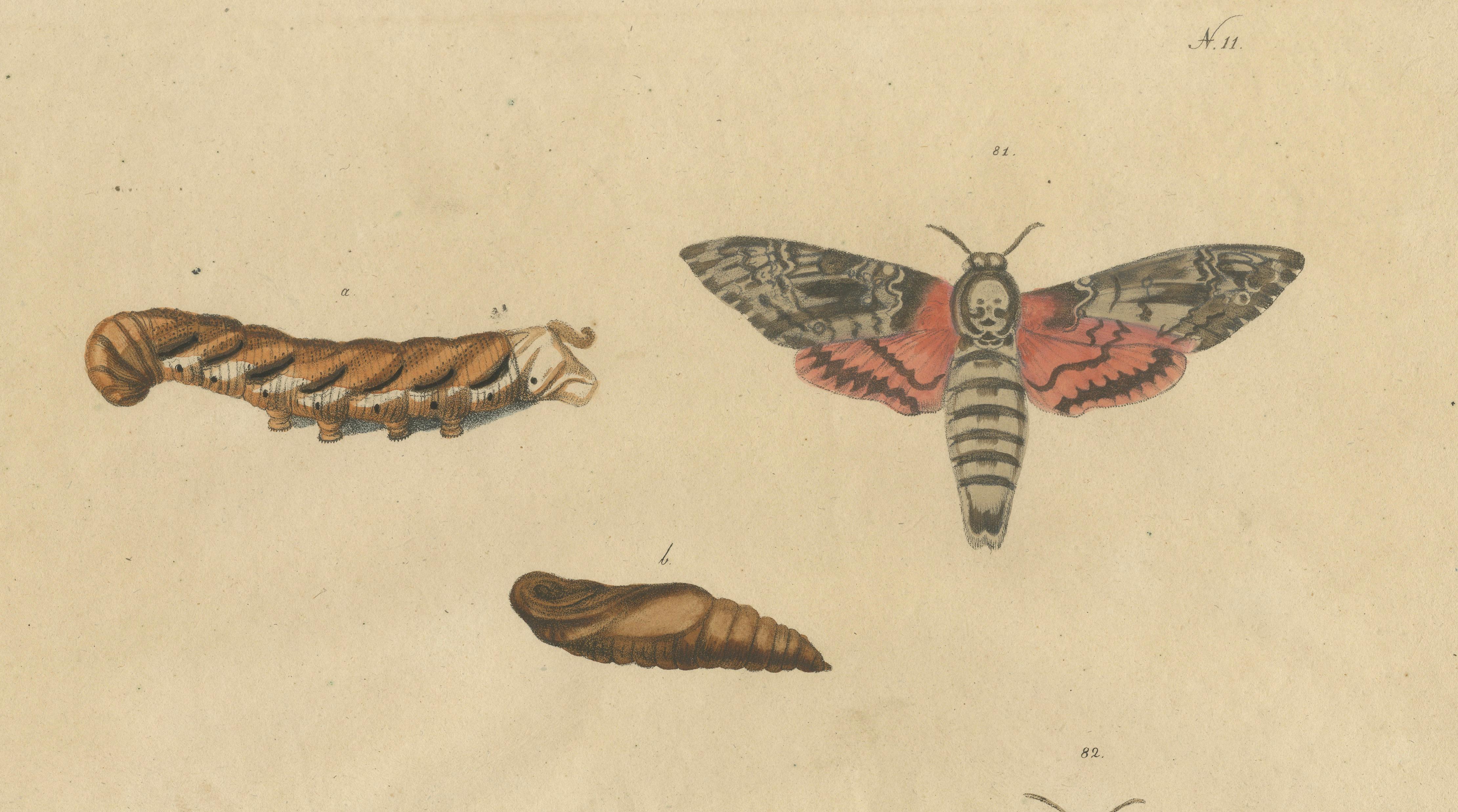 Death's-Head Hawkmoth and Caterpillars, Brodtmann Print, 1816