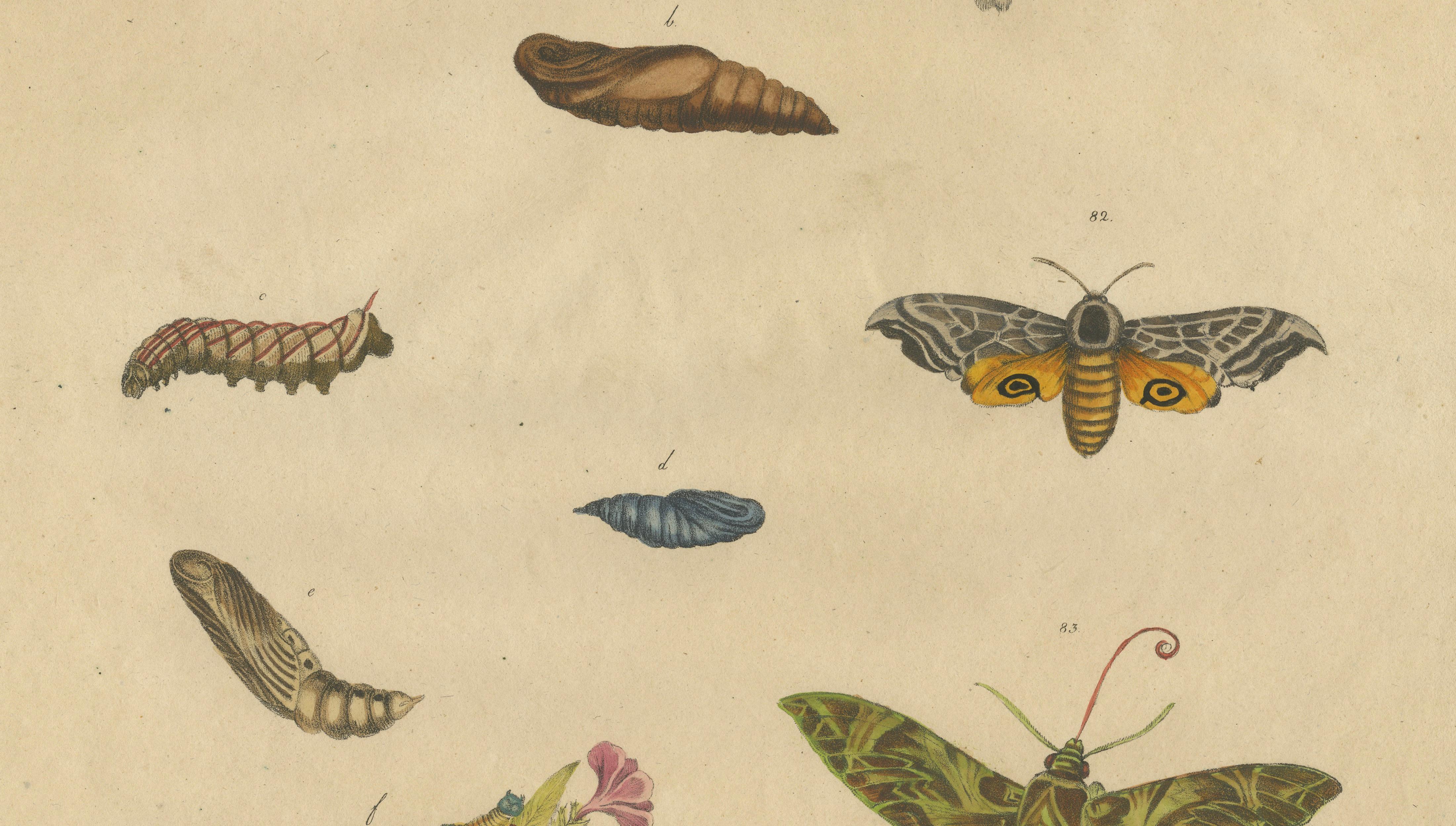 Death's-Head Hawkmoth and Caterpillars, Brodtmann Print, 1816