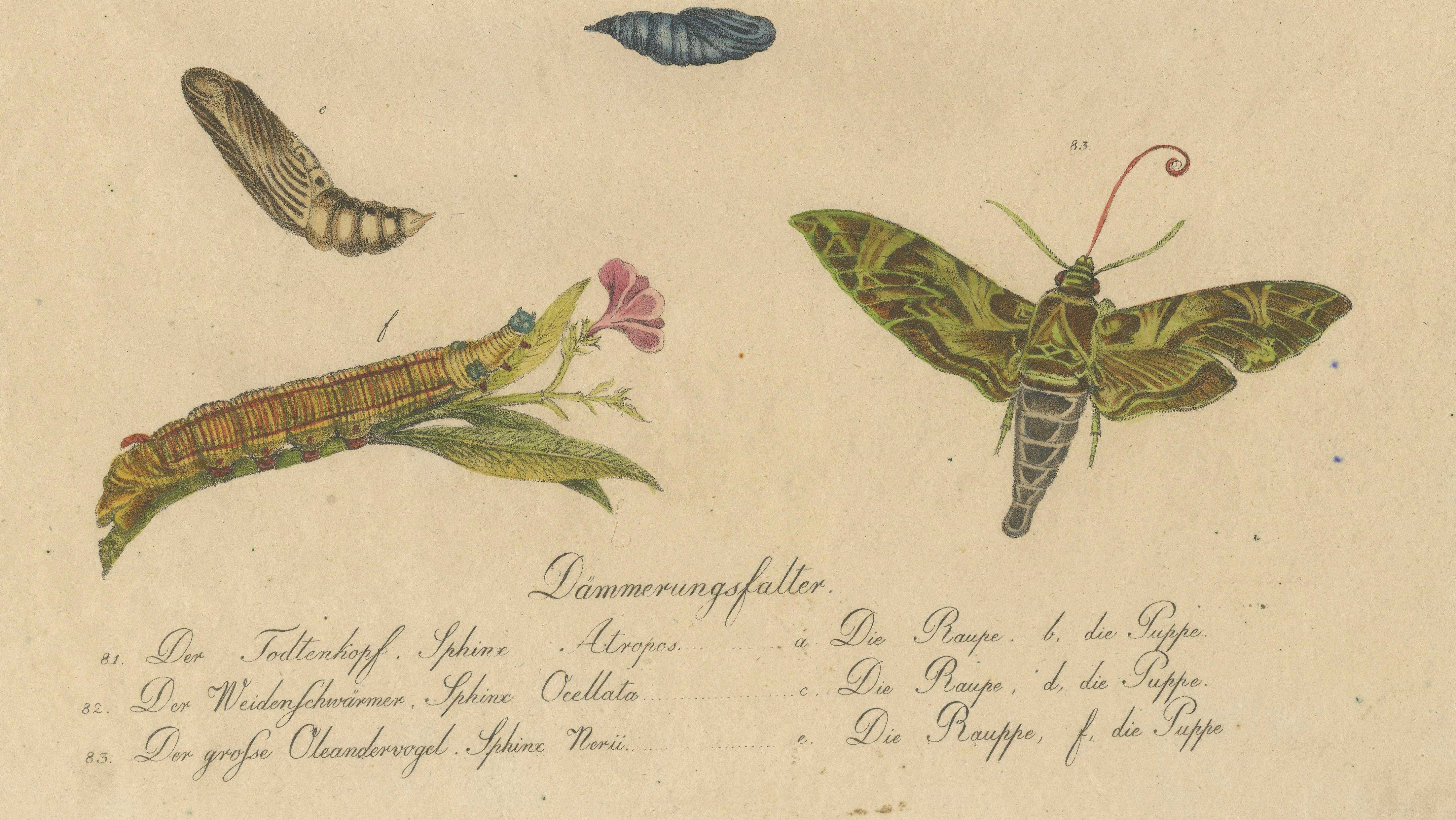 Death's-Head Hawkmoth and Caterpillars, Brodtmann Print, 1816