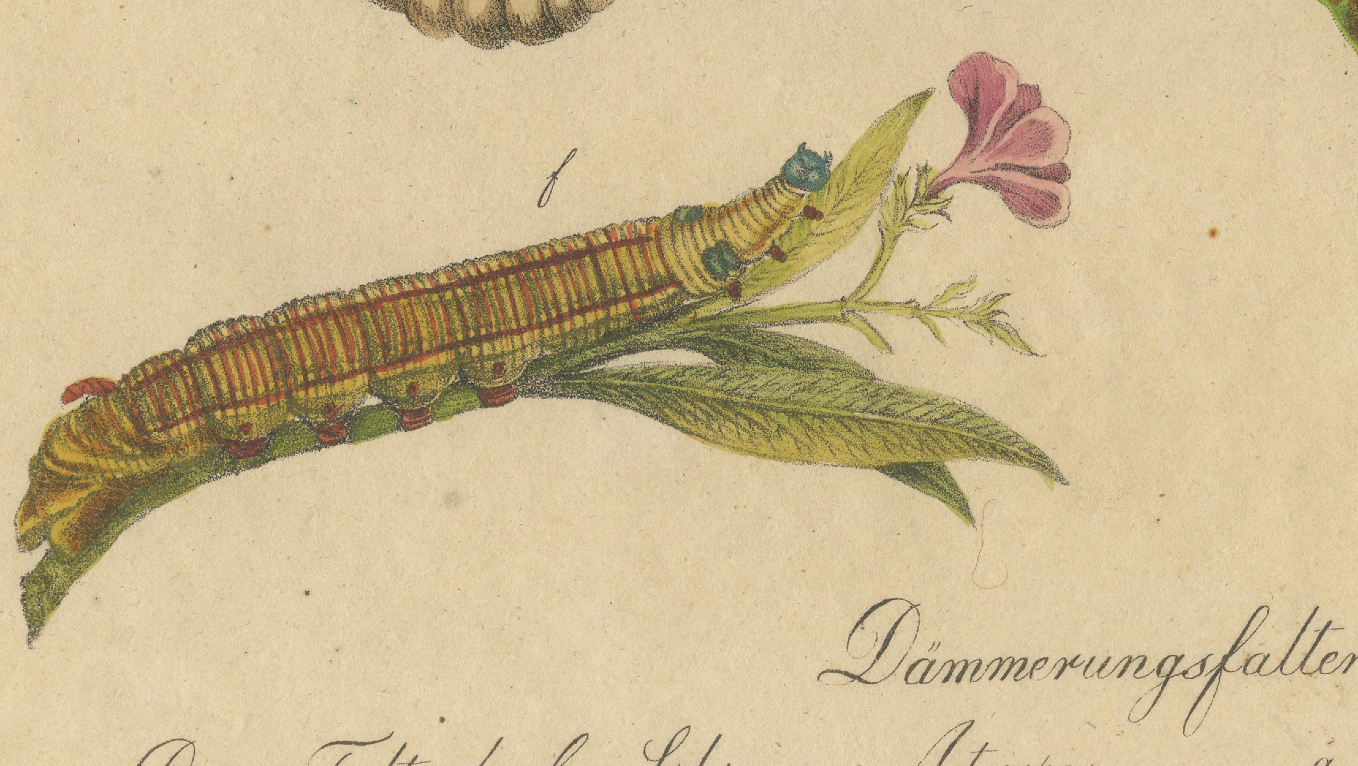 Death's-Head Hawkmoth and Caterpillars, Brodtmann Print, 1816
