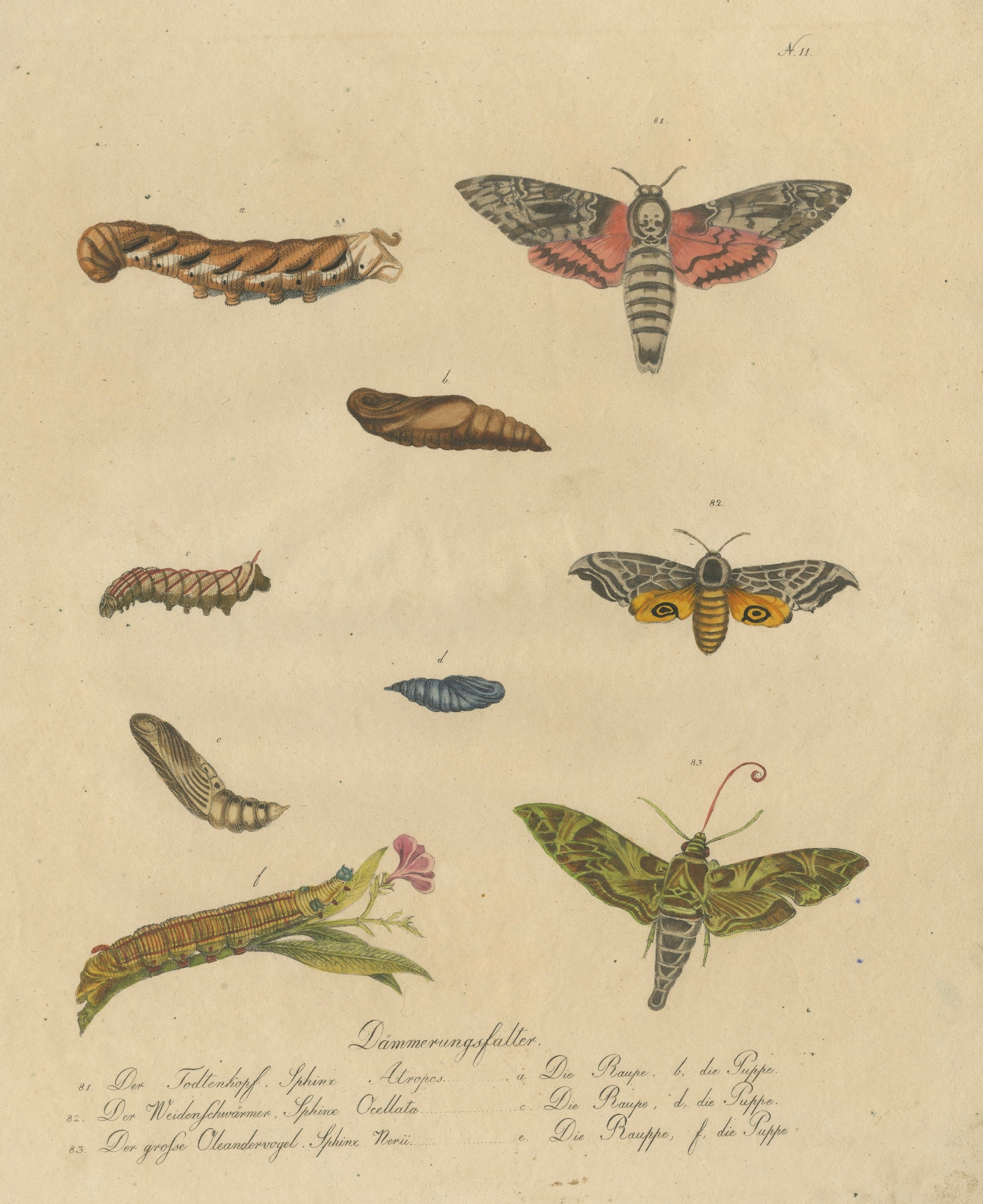 Death's-Head Hawkmoth and Caterpillars, Brodtmann Print, 1816 For Sale