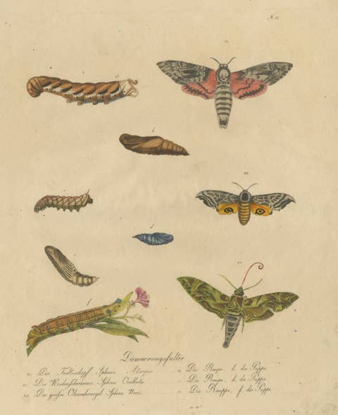 Death's-Head Hawkmoth and Caterpillars, Brodtmann Print, 1816