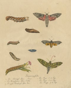 Death's-Head Hawkmoth and Caterpillars, Brodtmann Print, 1816