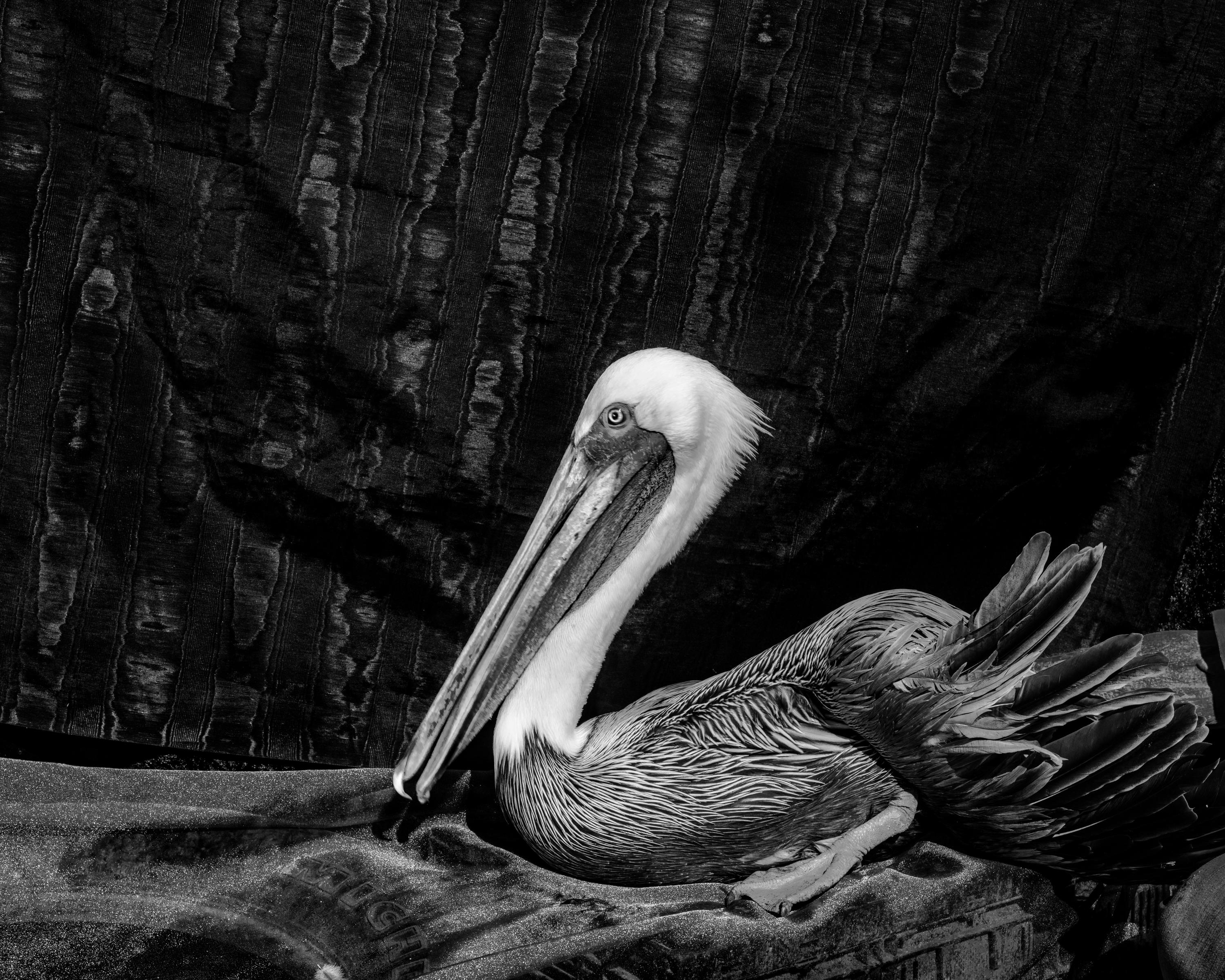 Debbie Fleming Caffery Black and White Photograph – Lazarus, Livingston, Louisiana