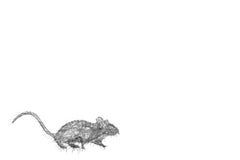 Ratty - mixed media animal rat artwork black grey thread pins 
