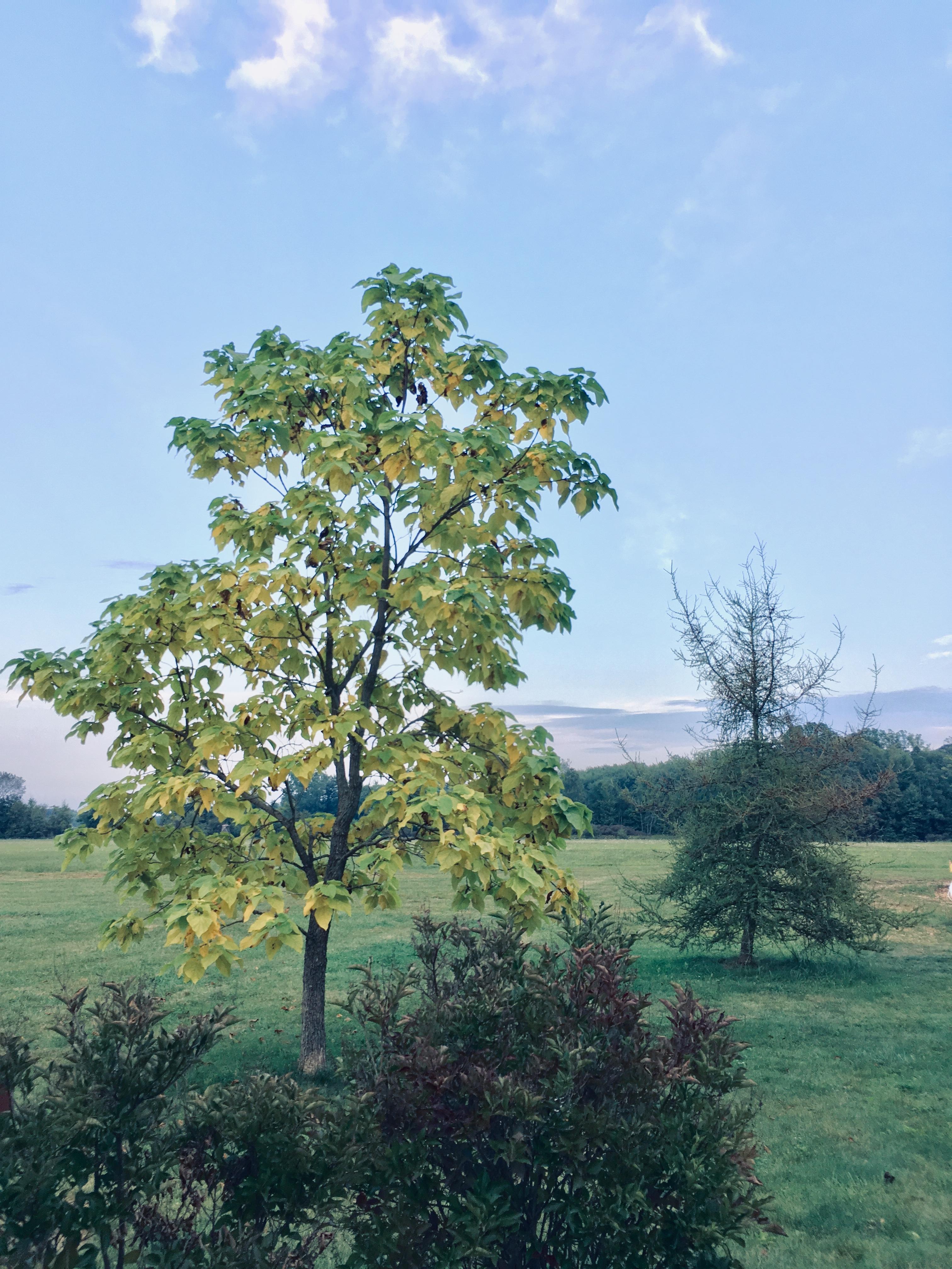 Impressionist Tree, Photorealist 8 x 10 color photograph