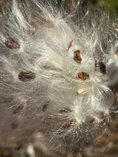 "Milkweed Floss Up Close & Personal, Muskegon Beach", fotorealistisch, 8 x 10 Foto