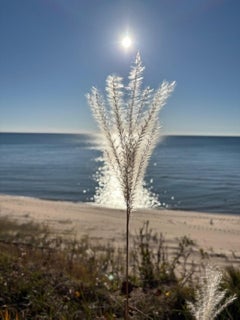 Graines d'asclépiade sur la plage de Muskegon, photoréaliste, photo 8 x 10